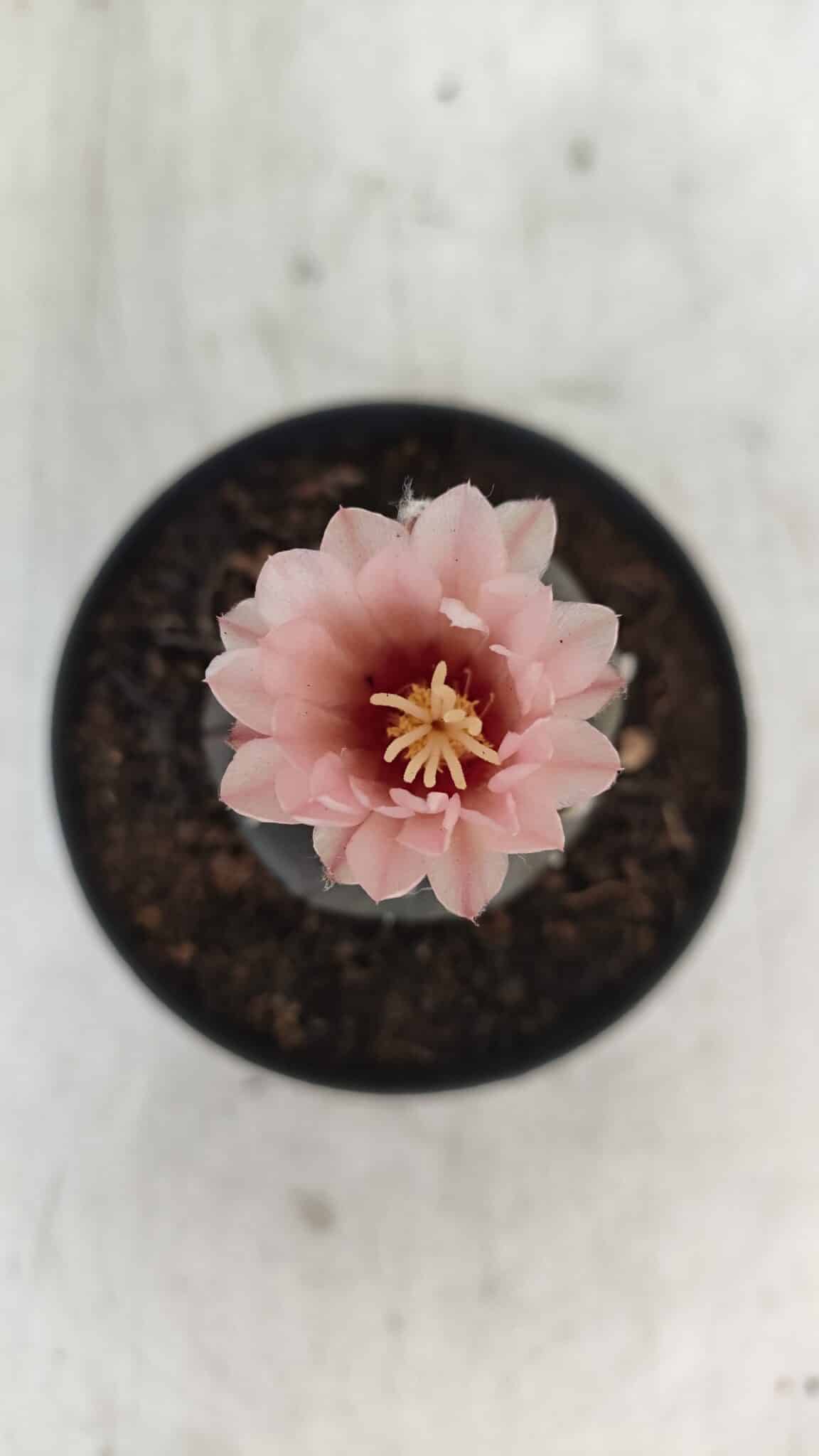 ASTROPHYTUM ASTERIAS “Purple”  Nº 975 – vaso 09 - foto 3