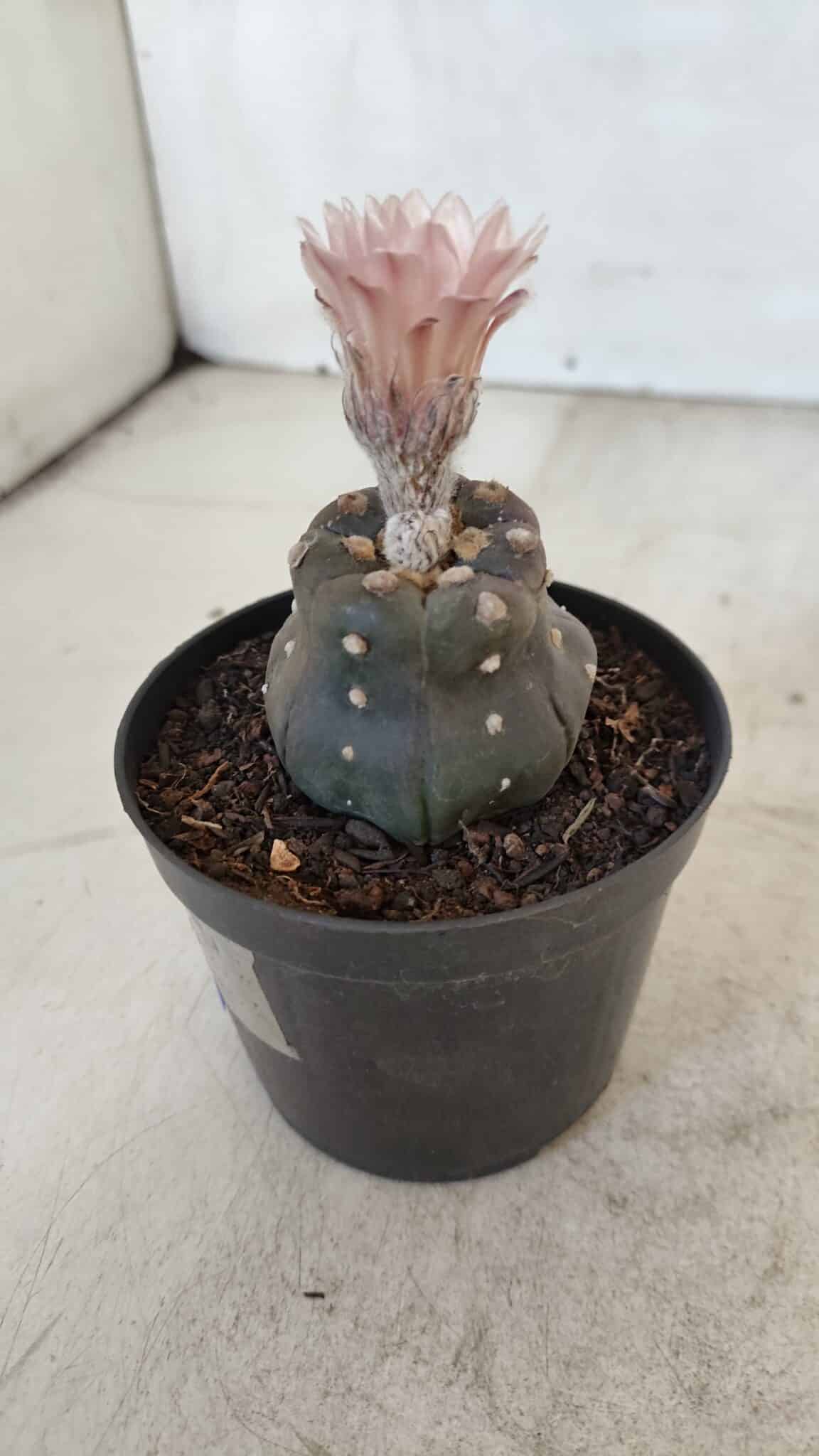 ASTROPHYTUM ASTERIAS “Purple”  Nº 975 – vaso 09 - foto 7