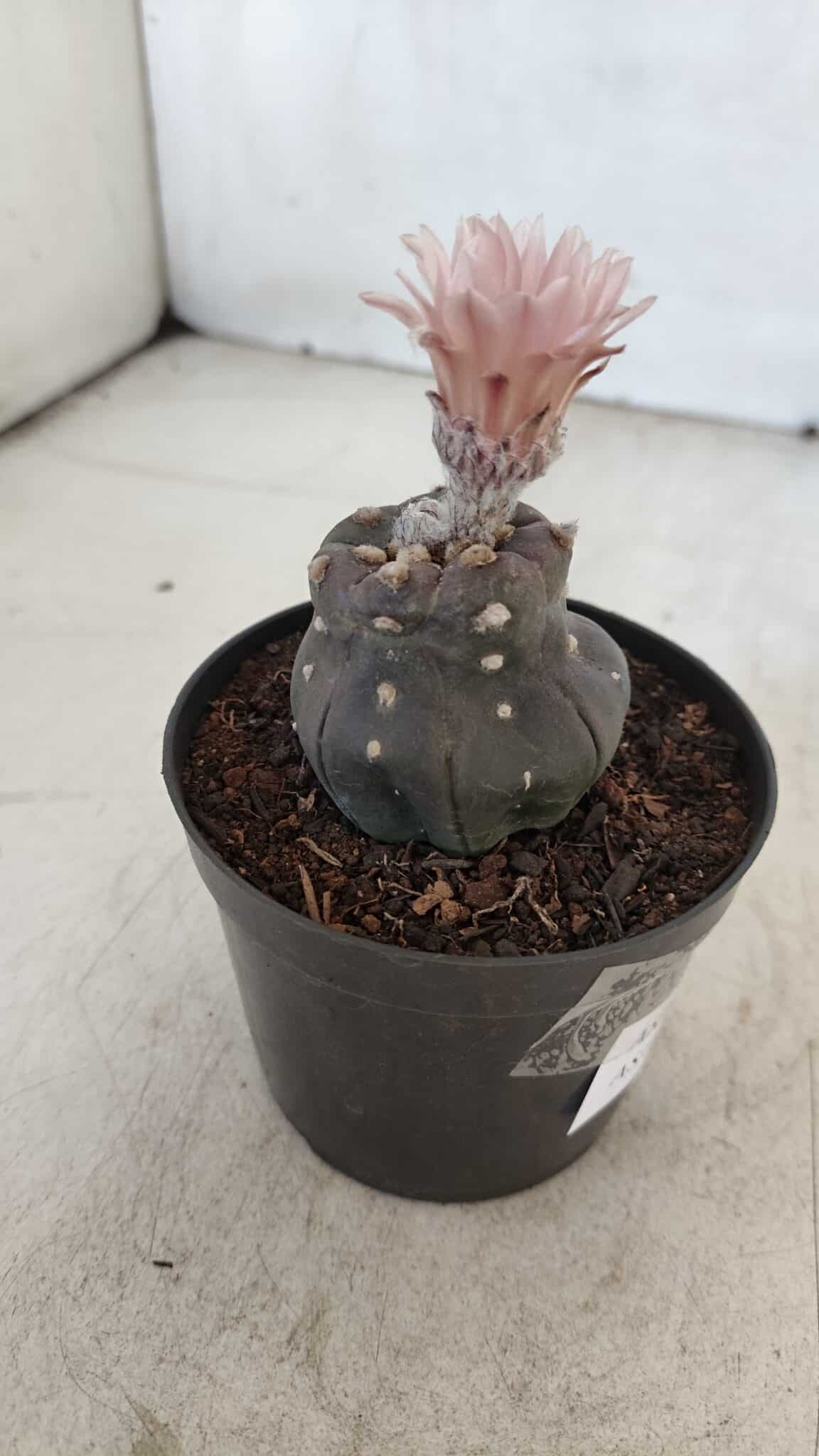 ASTROPHYTUM ASTERIAS “Purple”  Nº 975 – vaso 09 - foto 6