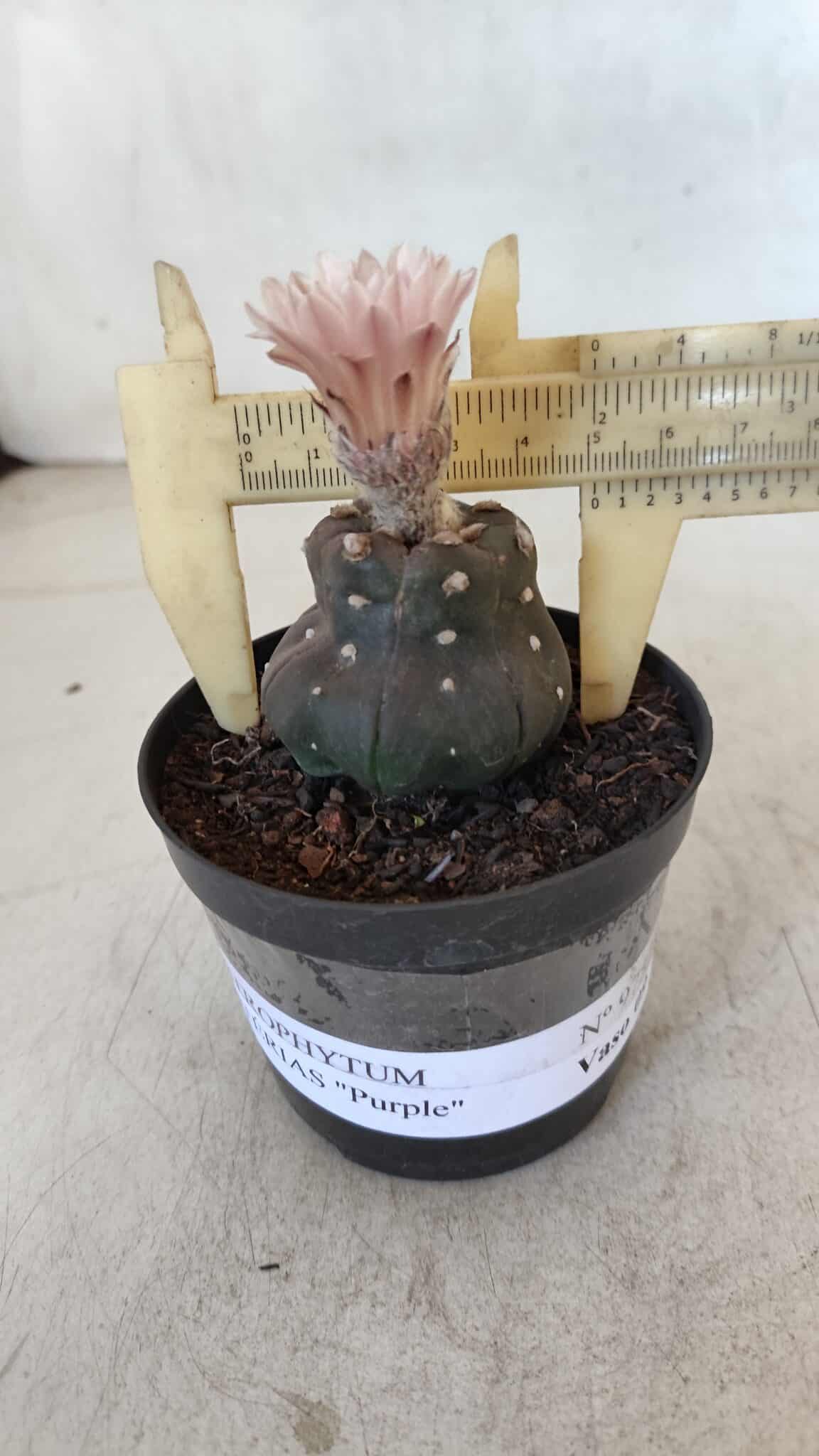 ASTROPHYTUM ASTERIAS “Purple”  Nº 975 – vaso 09 - foto 4