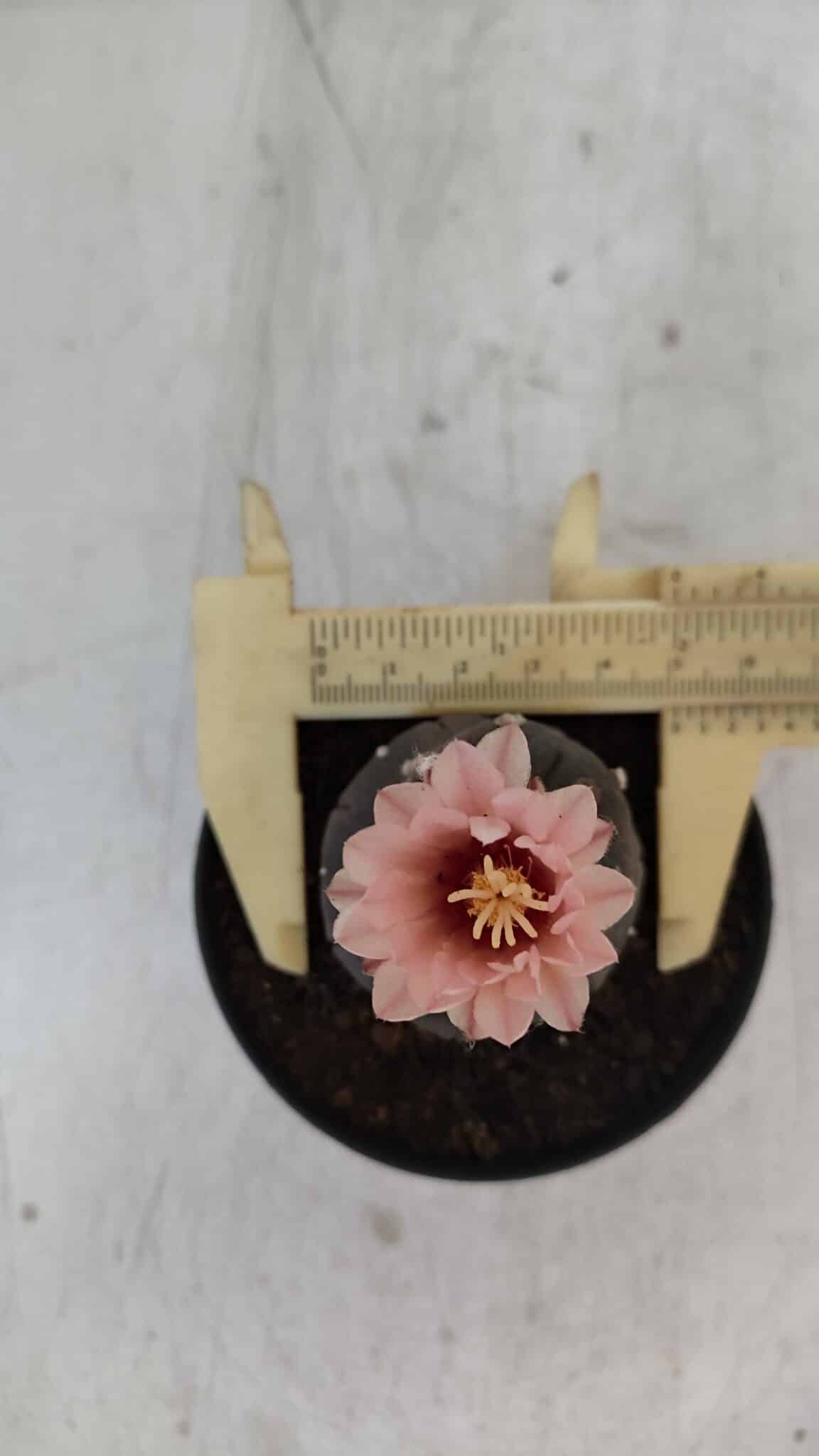ASTROPHYTUM ASTERIAS “Purple”  Nº 975 – vaso 09 - foto 5