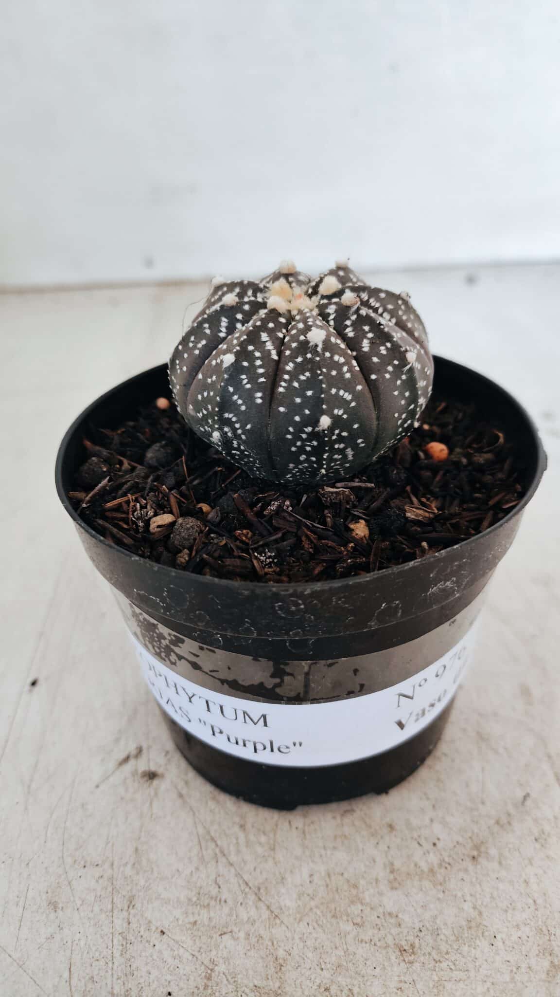 ASTROPHYTUM ASTERIAS “Purple”  Nº 976 – vaso 09 - foto 2