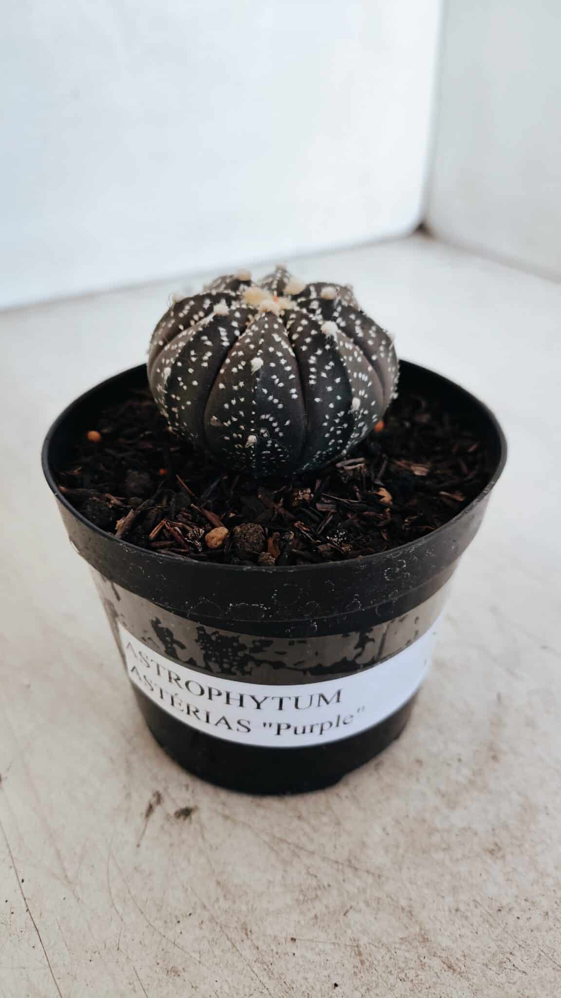 ASTROPHYTUM ASTERIAS “Purple”  Nº 976 – vaso 09 - foto 9