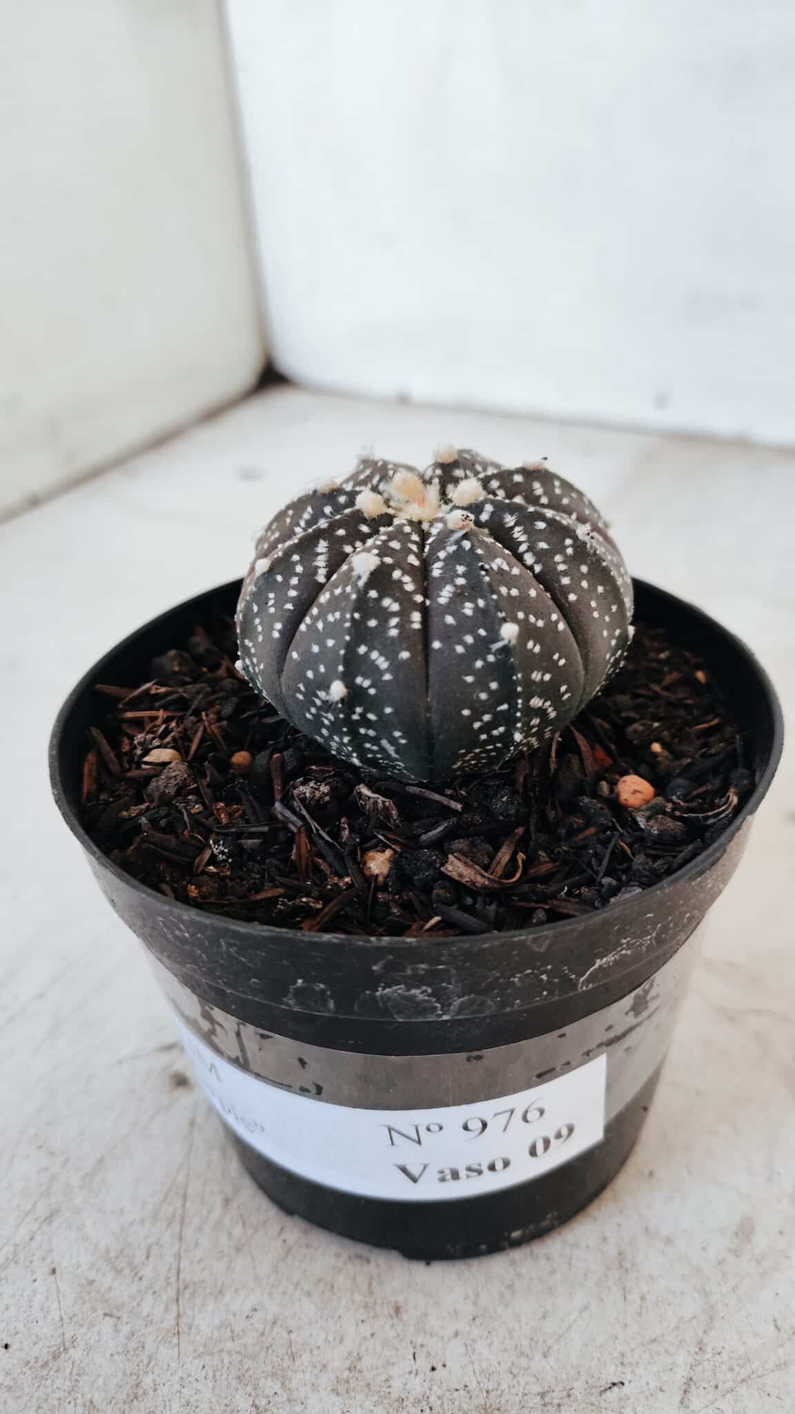 ASTROPHYTUM ASTERIAS “Purple”  Nº 976 – vaso 09 - foto 8