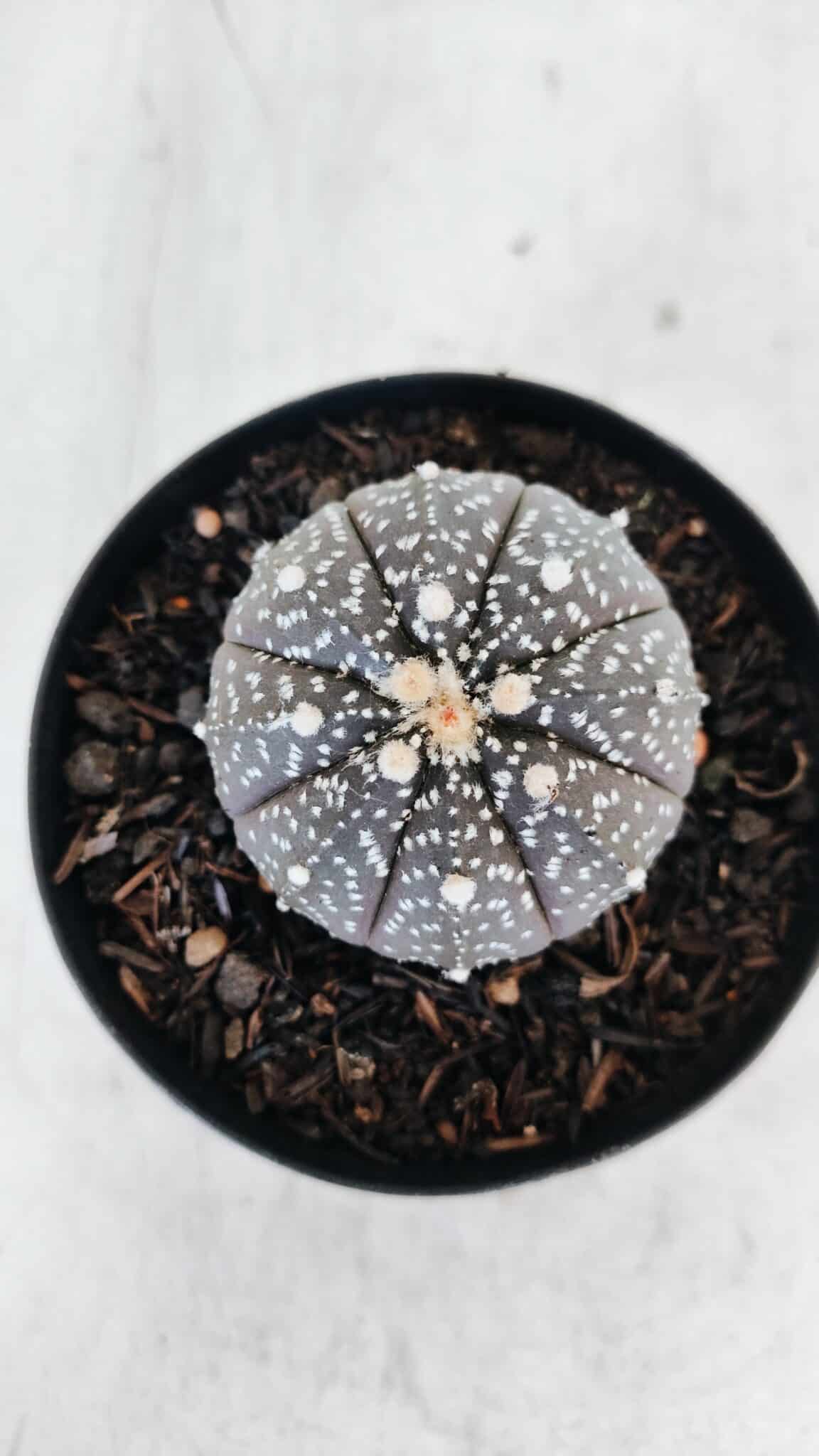 ASTROPHYTUM ASTERIAS “Purple”  Nº 976 – vaso 09 - foto 3