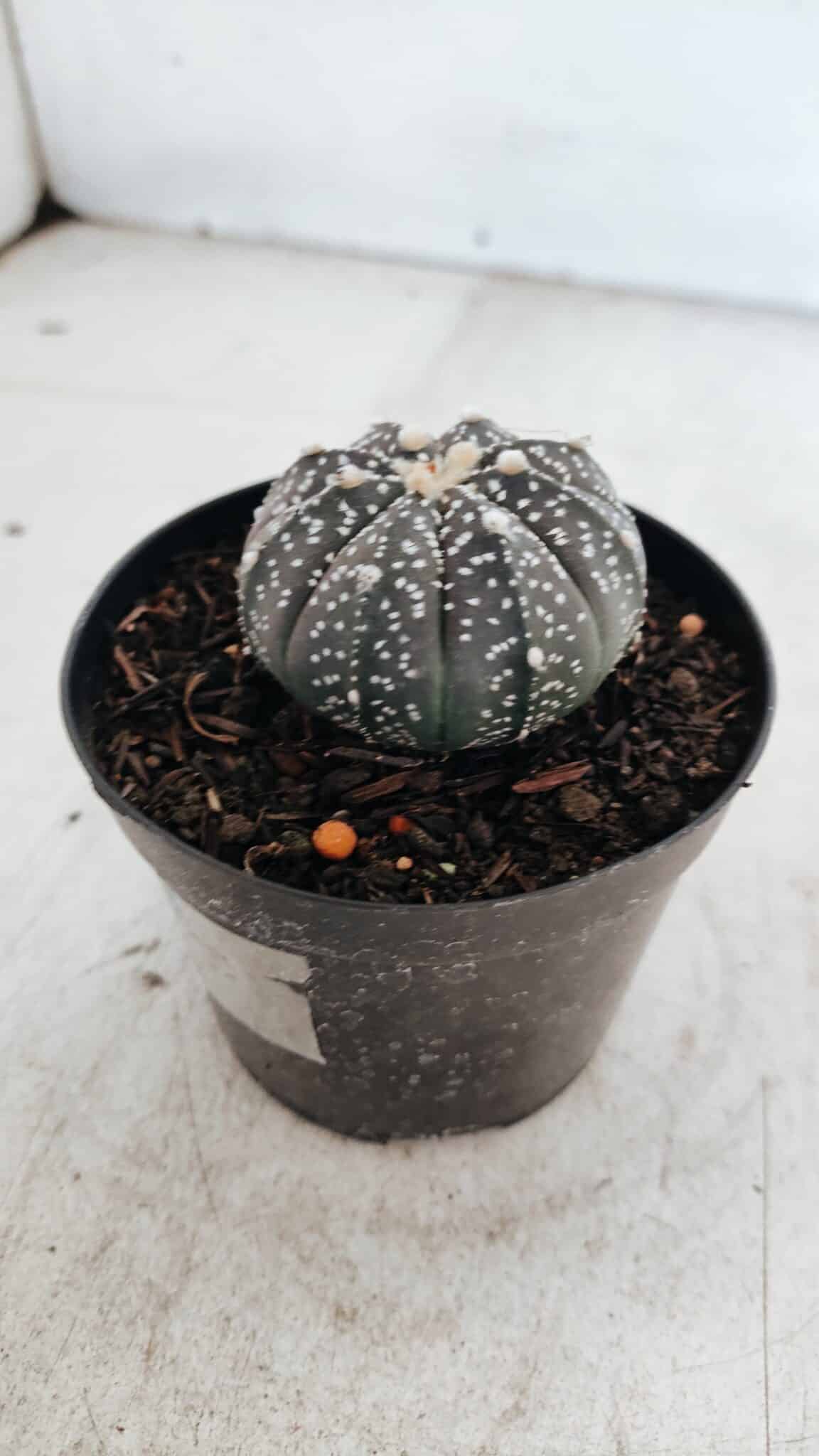 ASTROPHYTUM ASTERIAS “Purple”  Nº 976 – vaso 09 - foto 7