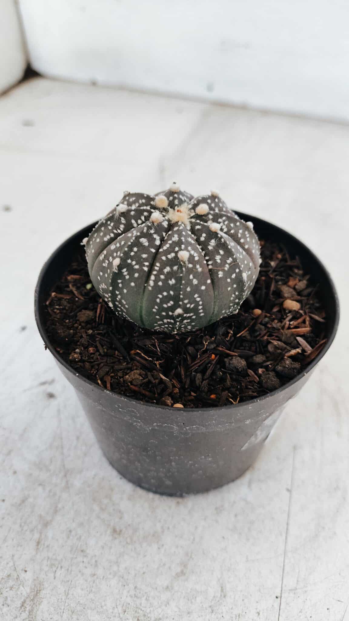 ASTROPHYTUM ASTERIAS “Purple”  Nº 976 – vaso 09 - foto 6