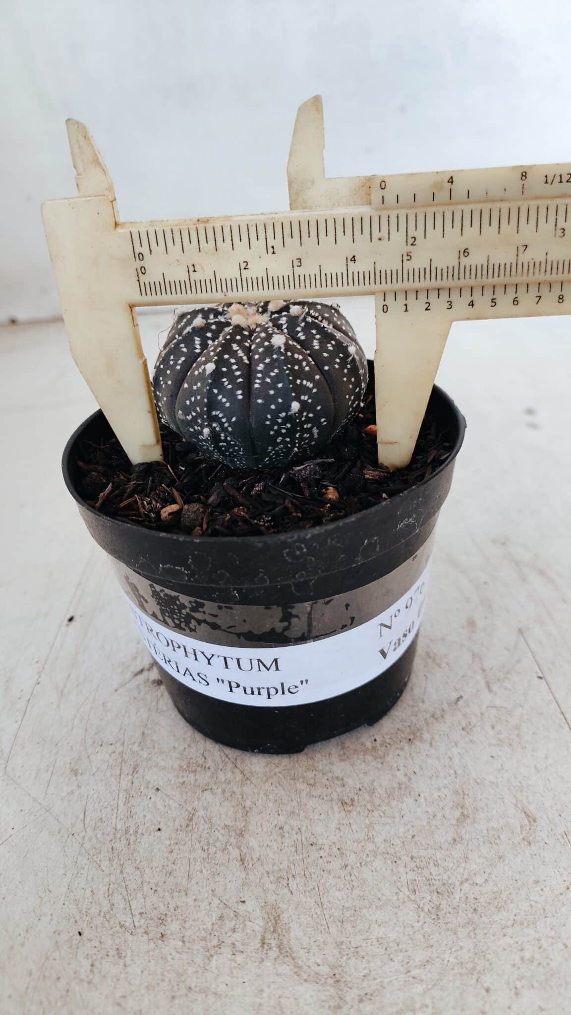 ASTROPHYTUM ASTERIAS “Purple”  Nº 976 – vaso 09 - foto 4