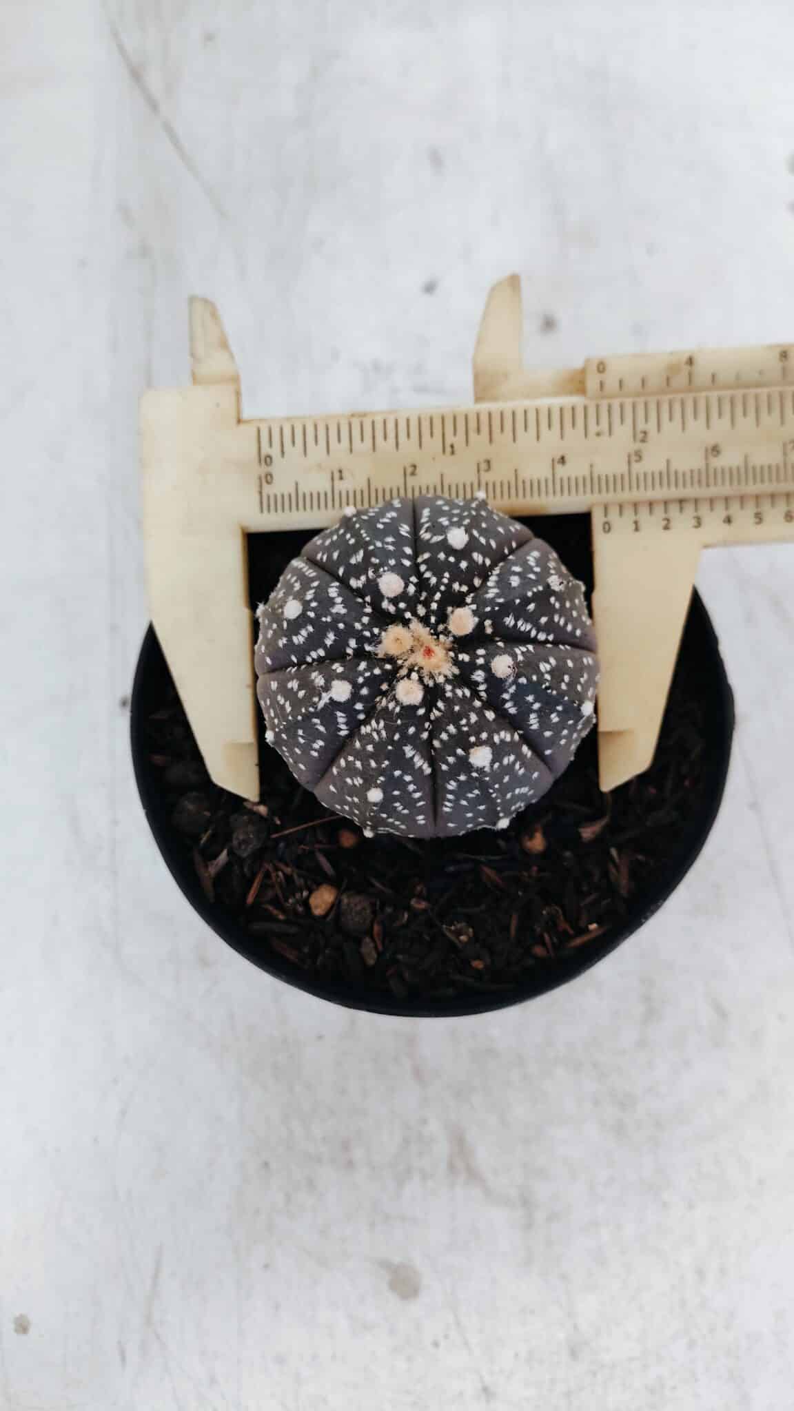ASTROPHYTUM ASTERIAS “Purple”  Nº 976 – vaso 09 - foto 5
