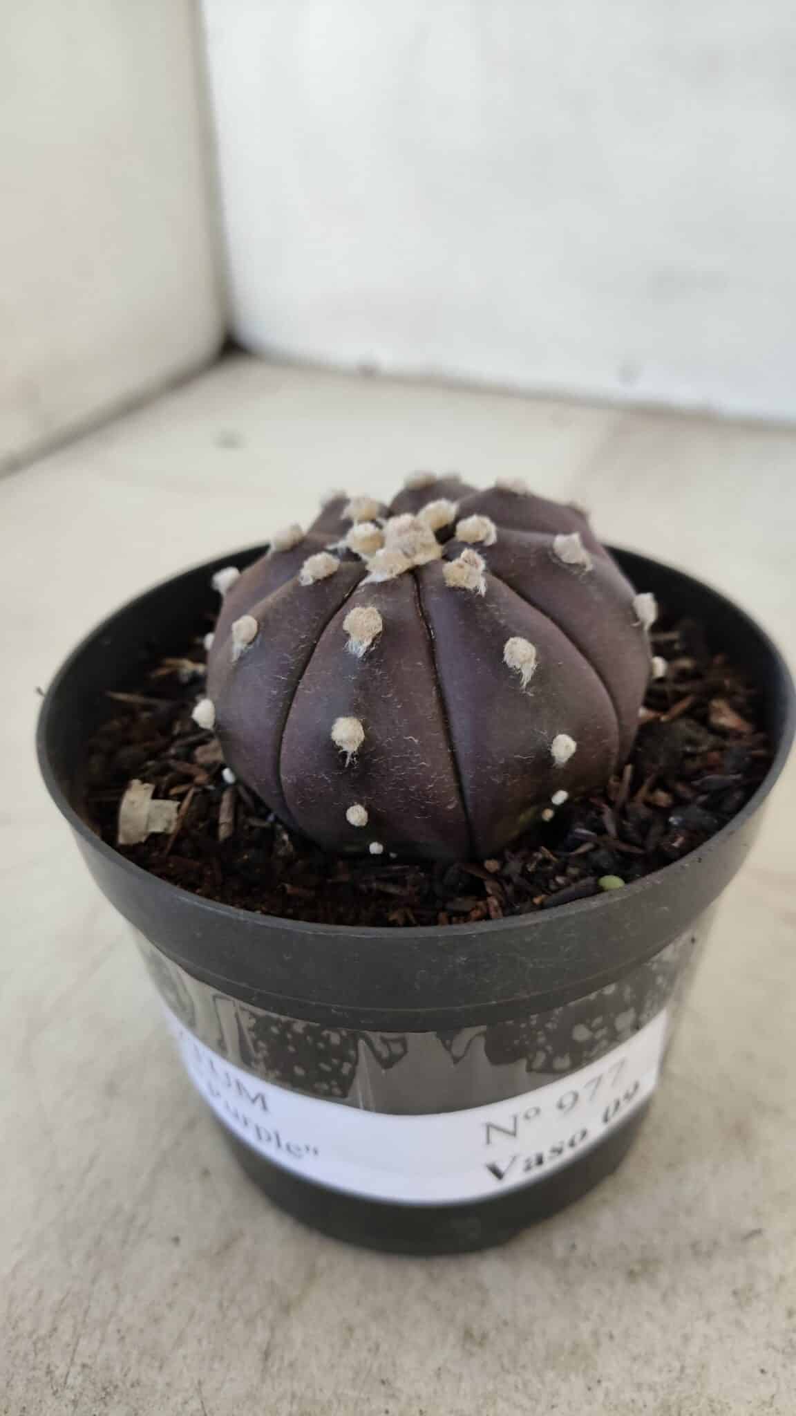 ASTROPHYTUM ASTERIAS “Purple”  Nº 977 – vaso 09 - foto 2