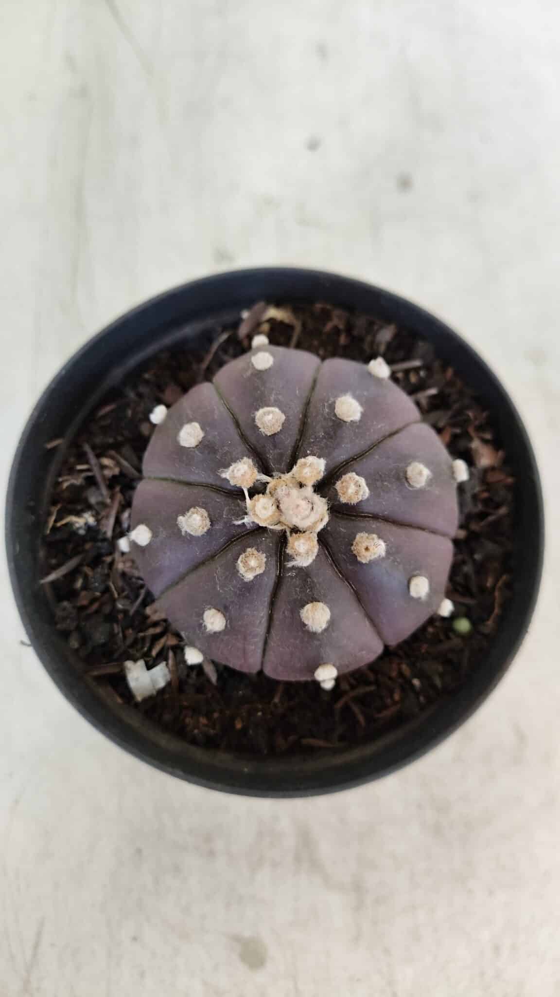 ASTROPHYTUM ASTERIAS “Purple”  Nº 977 – vaso 09 - foto 10