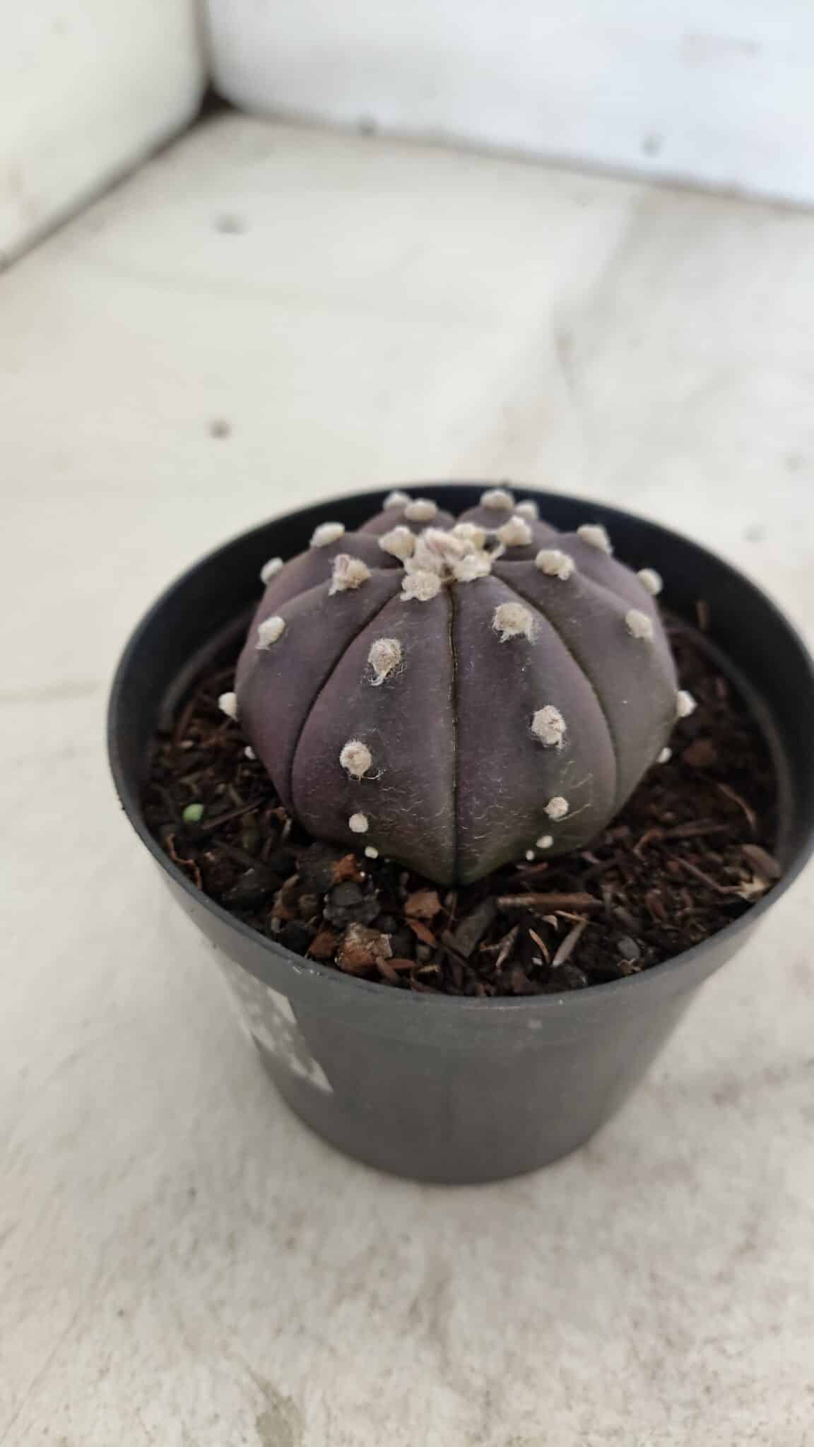 ASTROPHYTUM ASTERIAS “Purple”  Nº 977 – vaso 09 - foto 9
