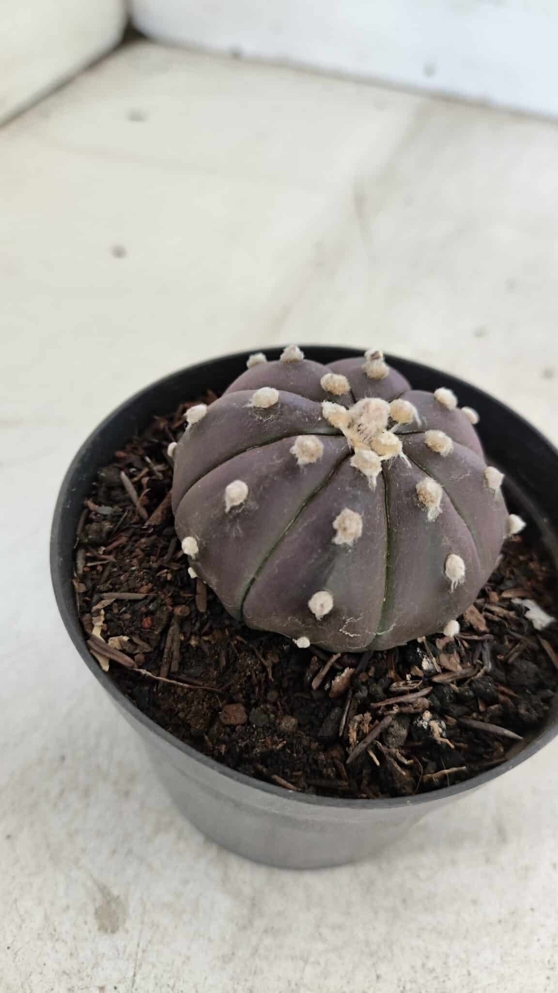 ASTROPHYTUM ASTERIAS “Purple”  Nº 977 – vaso 09 - foto 8