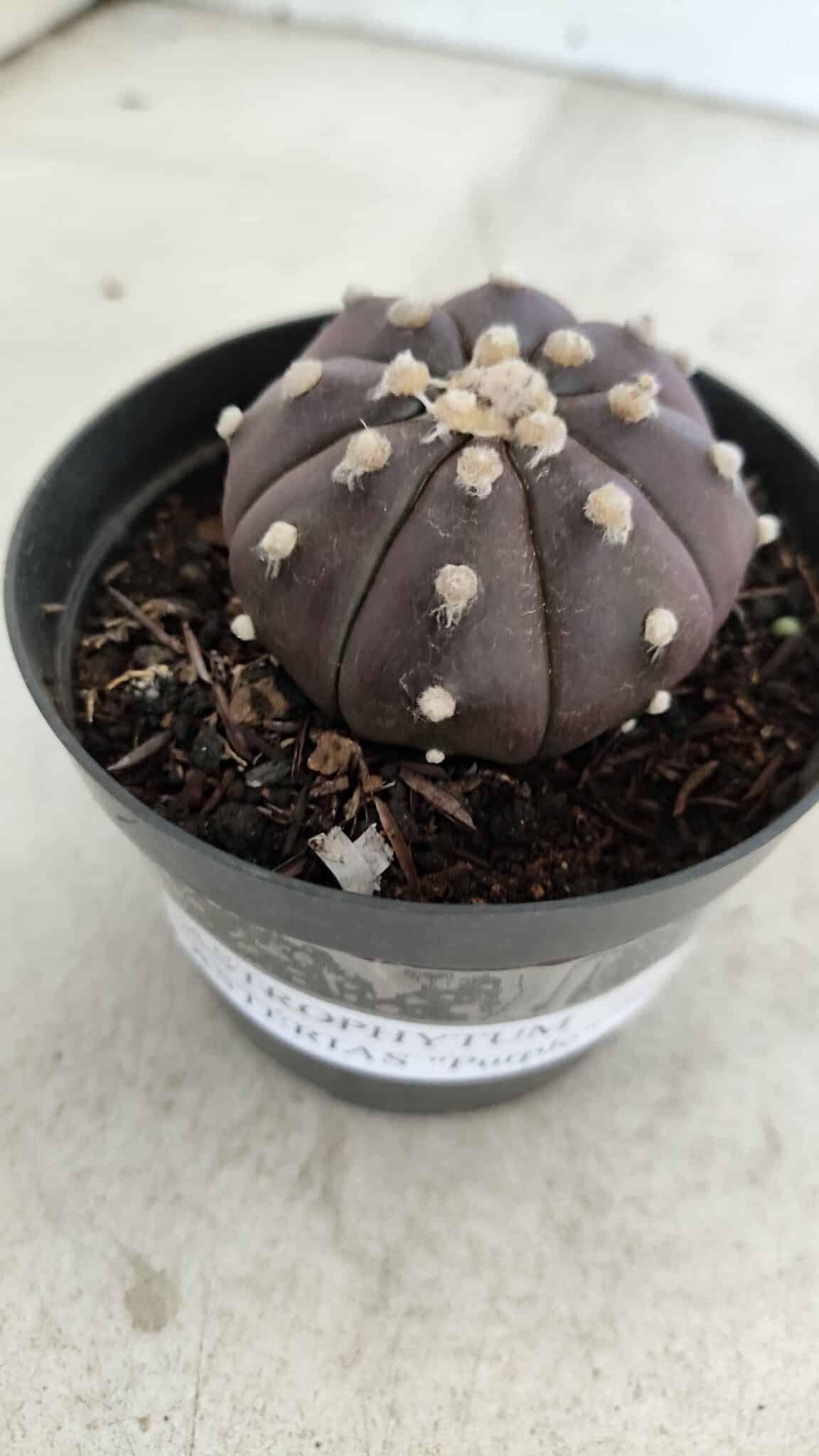 ASTROPHYTUM ASTERIAS “Purple”  Nº 977 – vaso 09 - foto 7