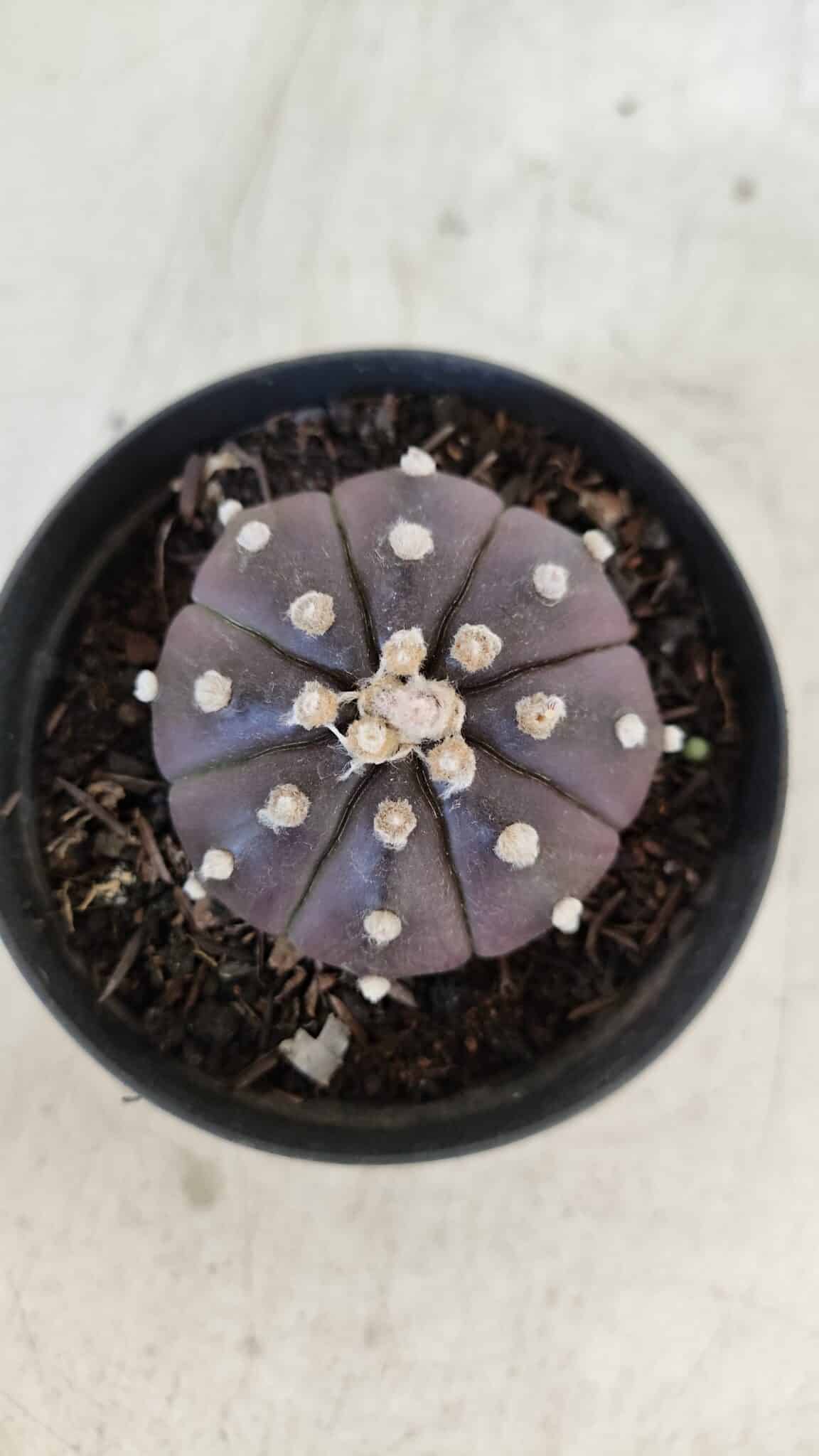 ASTROPHYTUM ASTERIAS “Purple”  Nº 977 – vaso 09 - foto 3