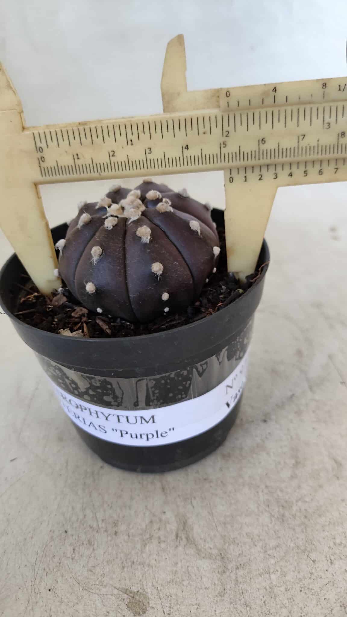 ASTROPHYTUM ASTERIAS “Purple”  Nº 977 – vaso 09 - foto 4