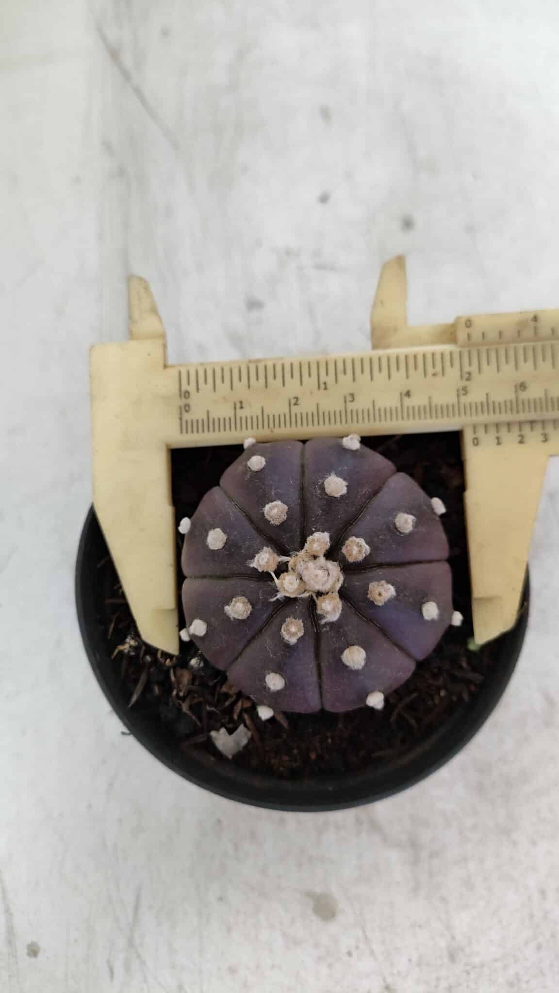 ASTROPHYTUM ASTERIAS “Purple”  Nº 977 – vaso 09 - foto 5