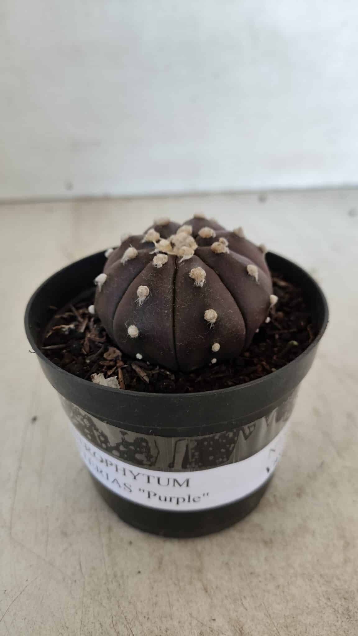 ASTROPHYTUM ASTERIAS “Purple”  Nº 977 – vaso 09 - foto 6