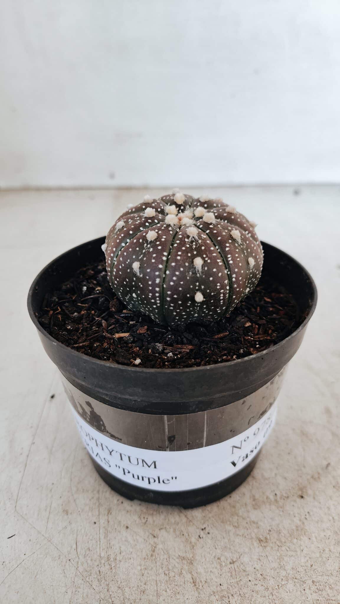ASTROPHYTUM ASTERIAS “Purple”  Nº 978 – vaso 09 - foto 2