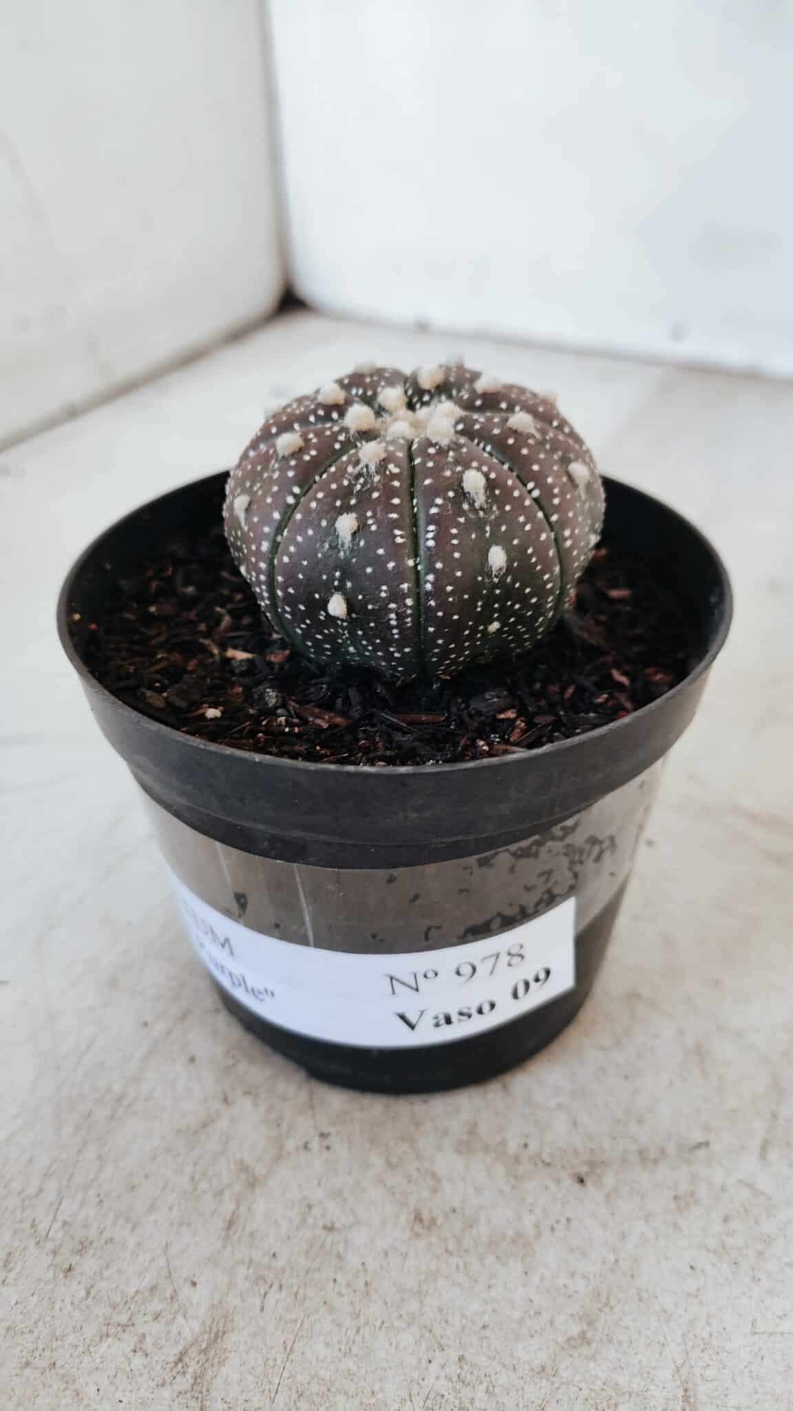 ASTROPHYTUM ASTERIAS “Purple”  Nº 978 – vaso 09 - foto 7