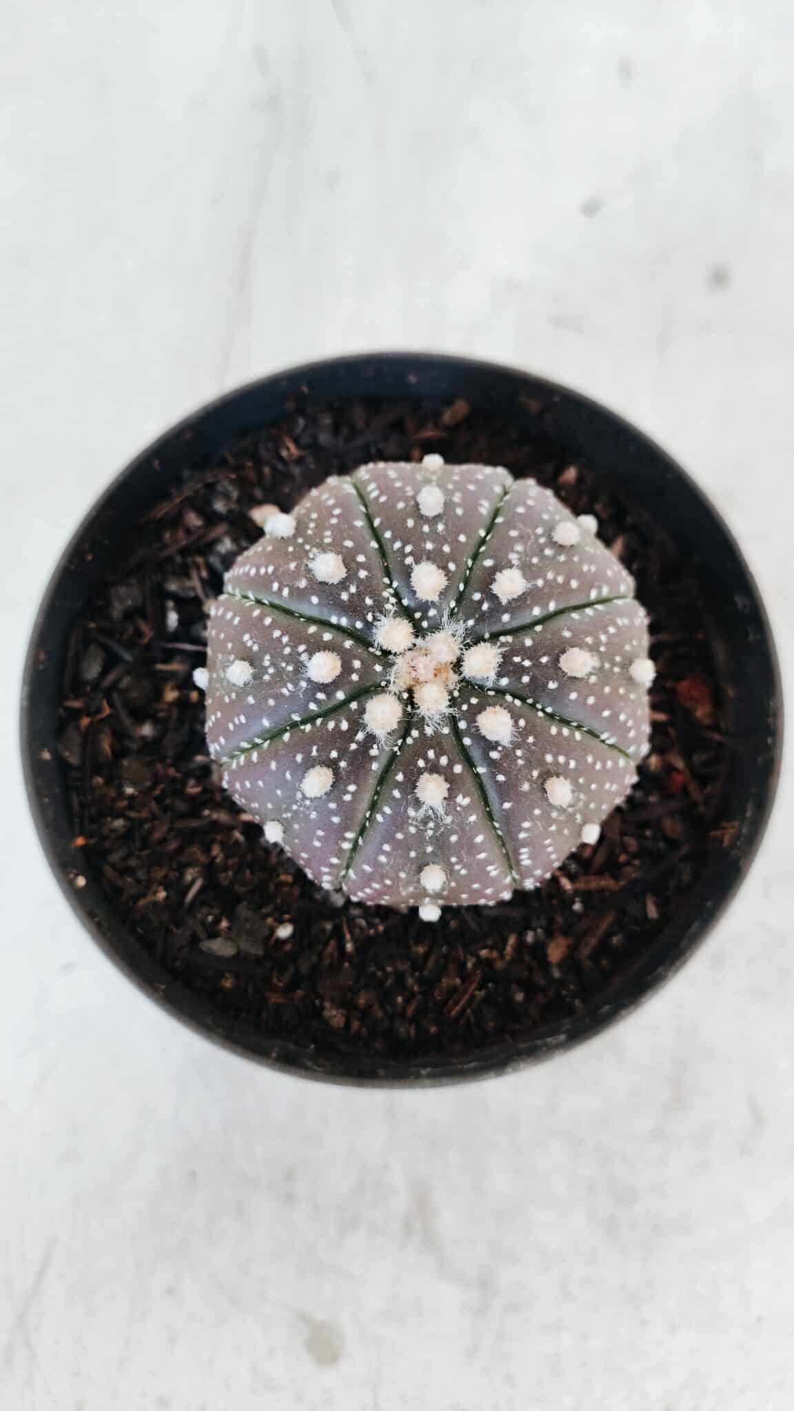 ASTROPHYTUM ASTERIAS “Purple”  Nº 978 – vaso 09 - foto 3