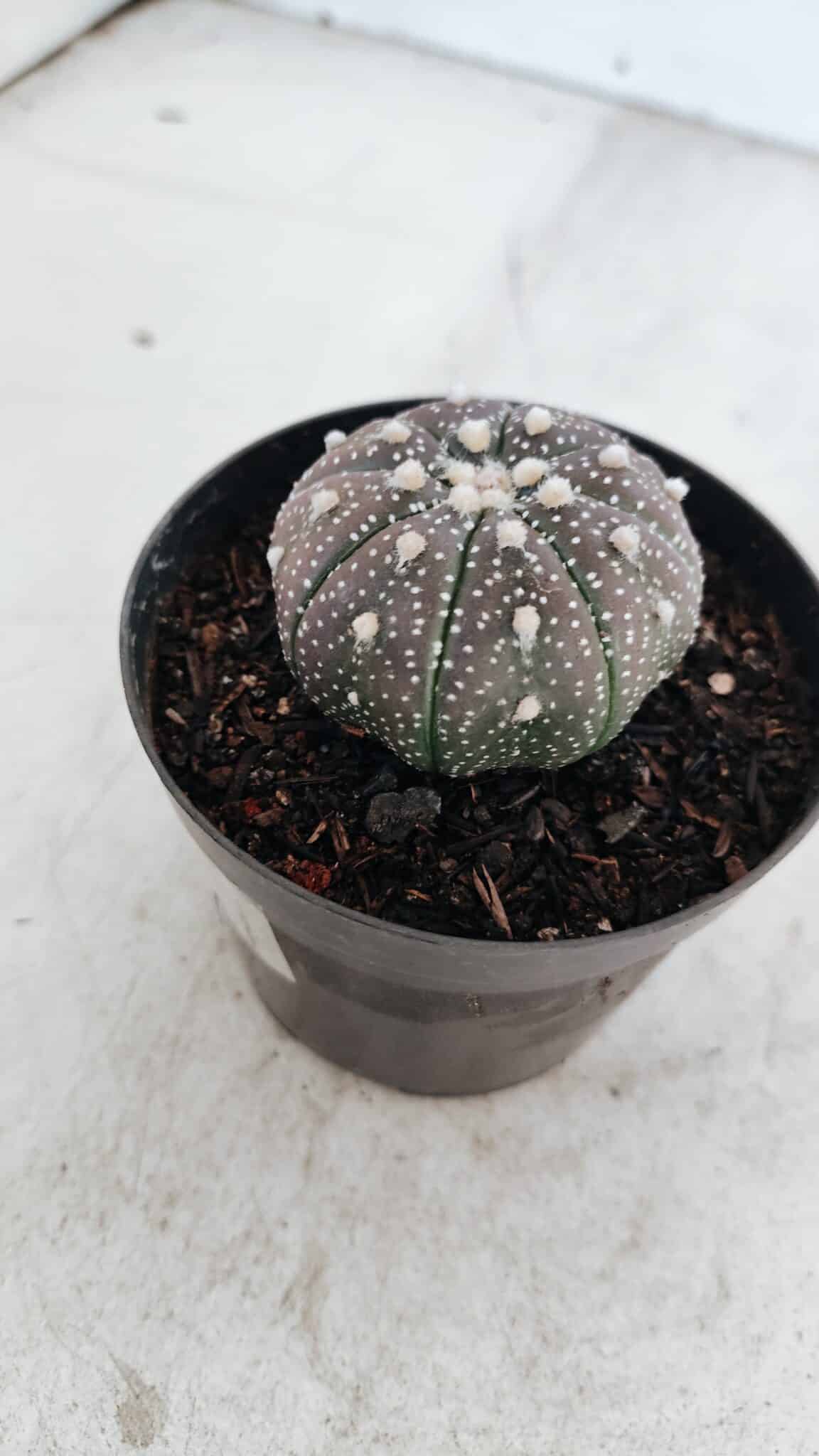 ASTROPHYTUM ASTERIAS “Purple”  Nº 978 – vaso 09 - foto 6