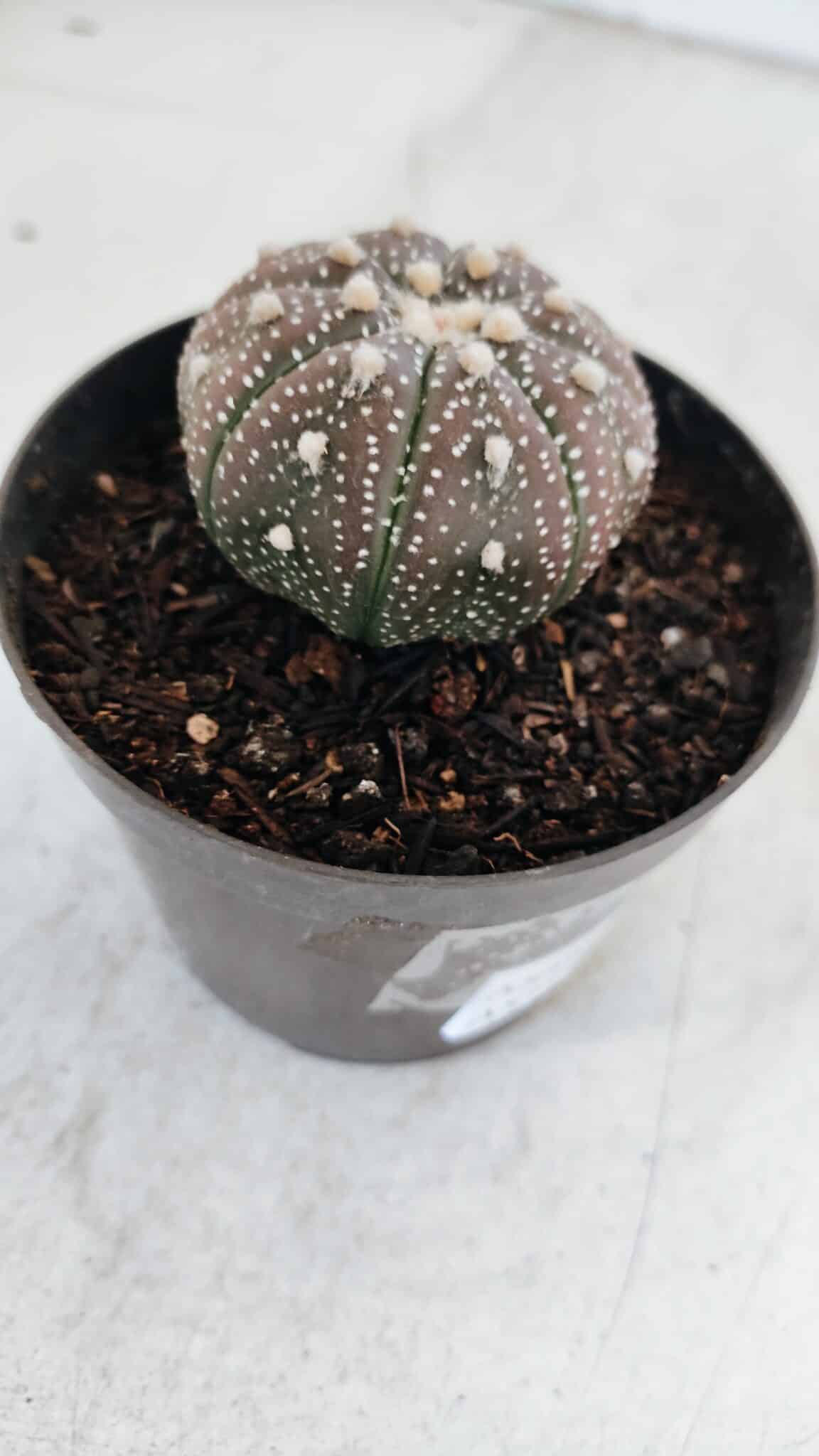 ASTROPHYTUM ASTERIAS “Purple”  Nº 978 – vaso 09 - foto 5