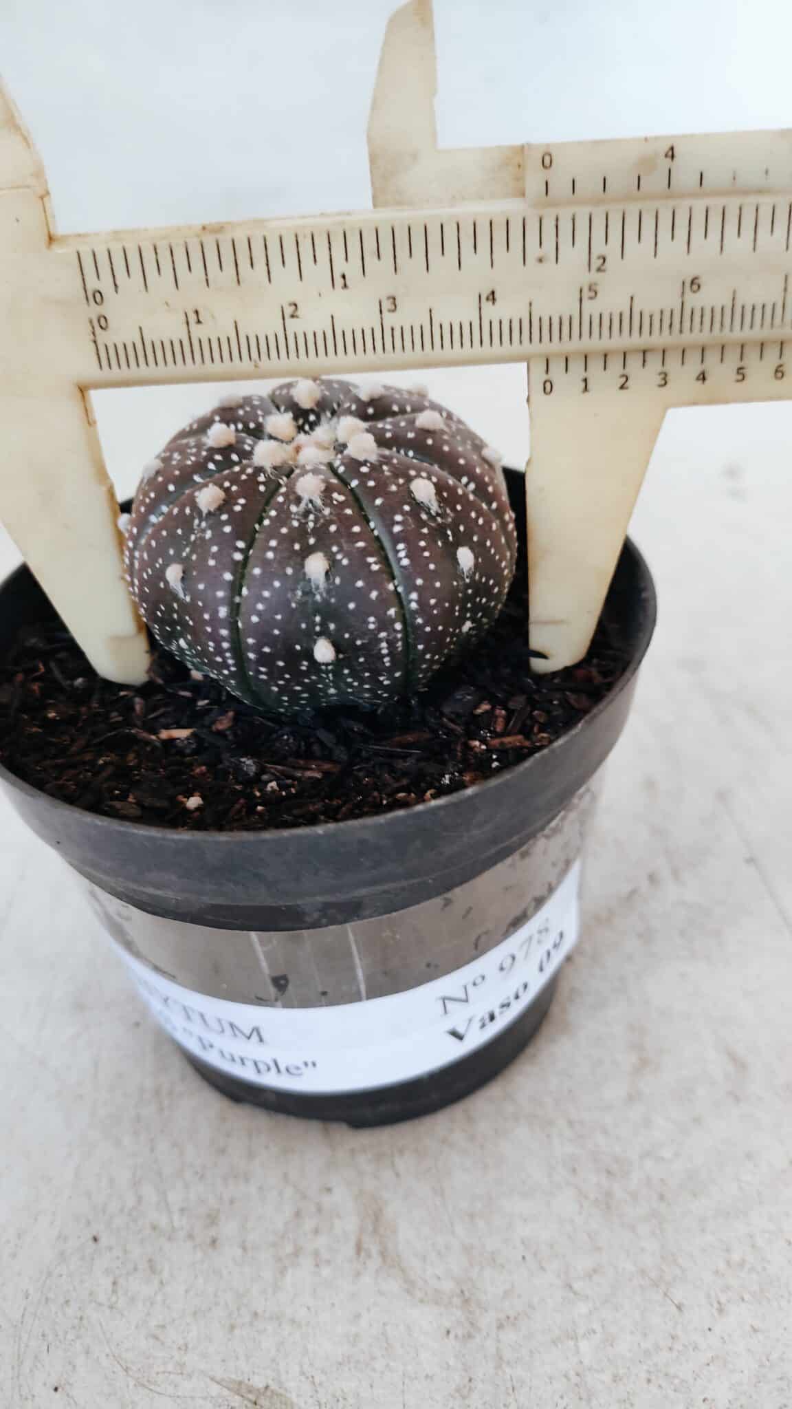 ASTROPHYTUM ASTERIAS “Purple”  Nº 978 – vaso 09 - foto 4