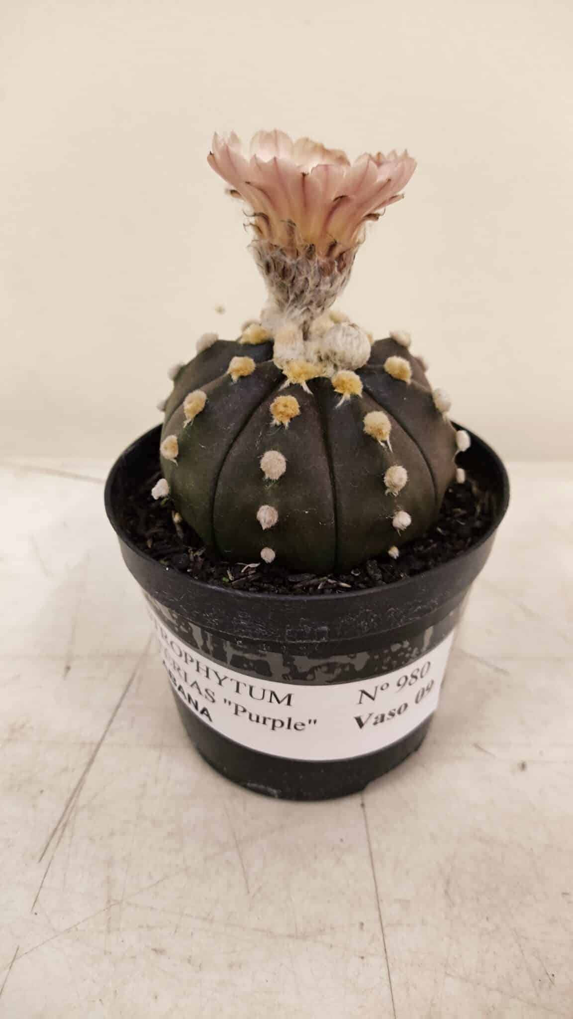 ASTROPHYTUM ASTERIAS “Purple AKABANA”  Nº 980 – vaso 09 - foto 4