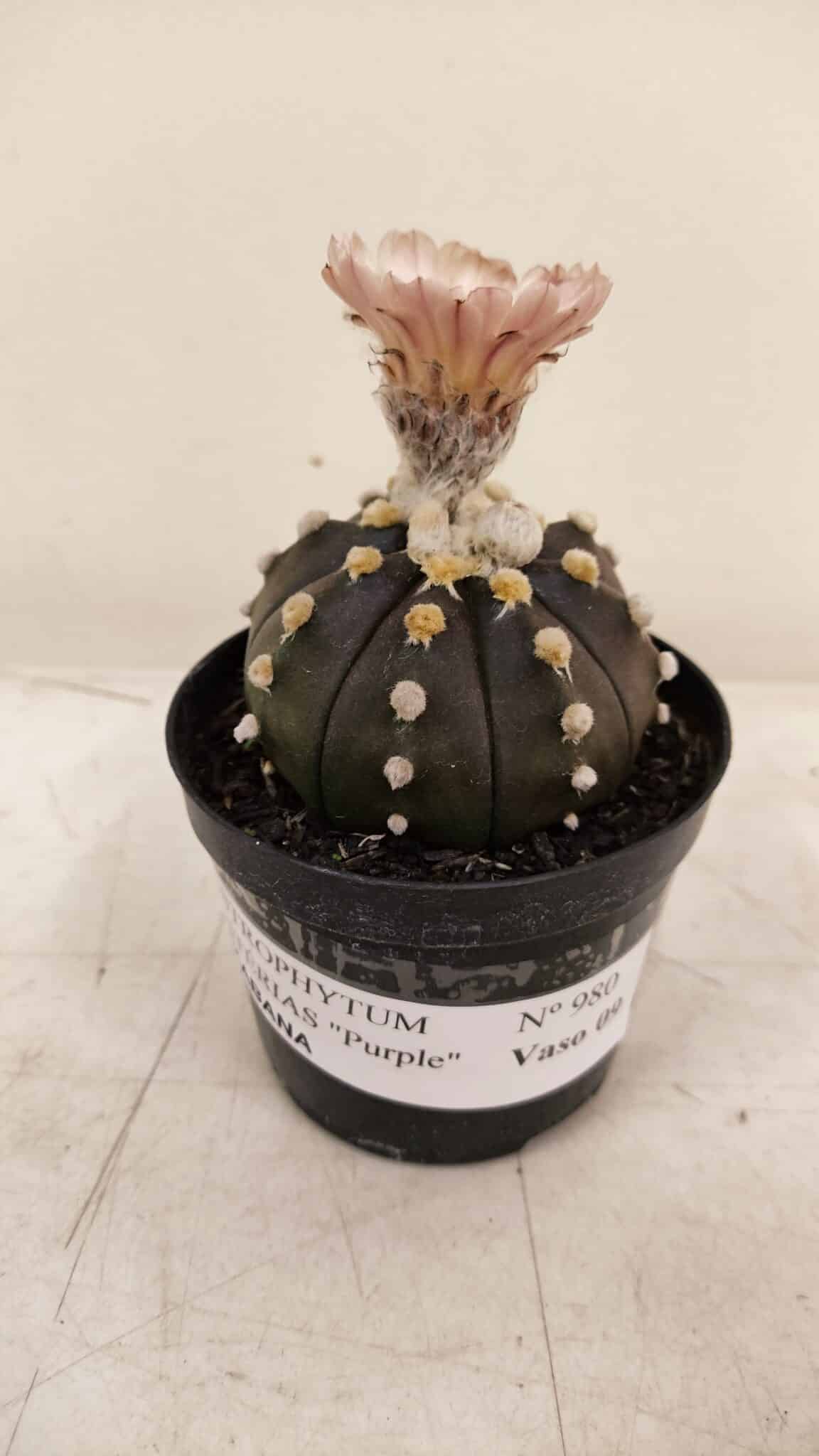 ASTROPHYTUM ASTERIAS “Purple AKABANA”  Nº 980 – vaso 09 - foto 11