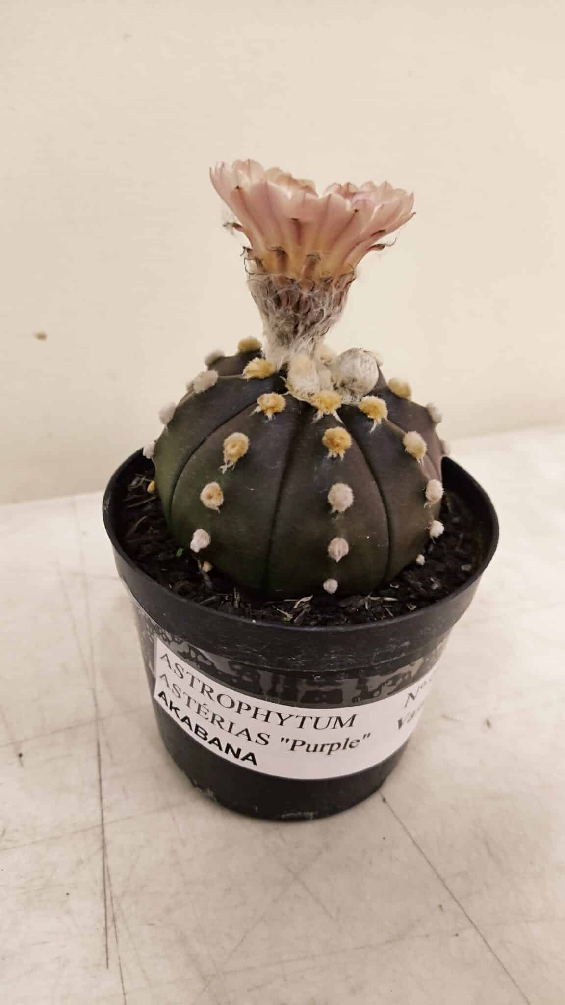 ASTROPHYTUM ASTERIAS “Purple AKABANA”  Nº 980 – vaso 09 - foto 10