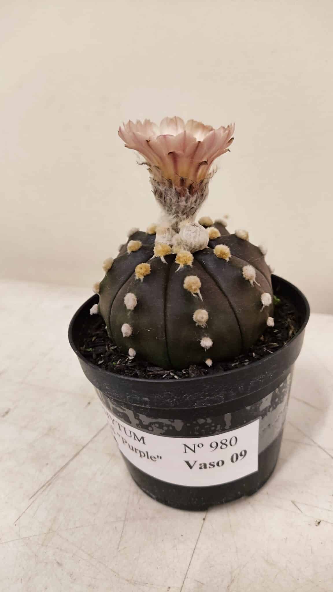 ASTROPHYTUM ASTERIAS “Purple AKABANA”  Nº 980 – vaso 09 - foto 9