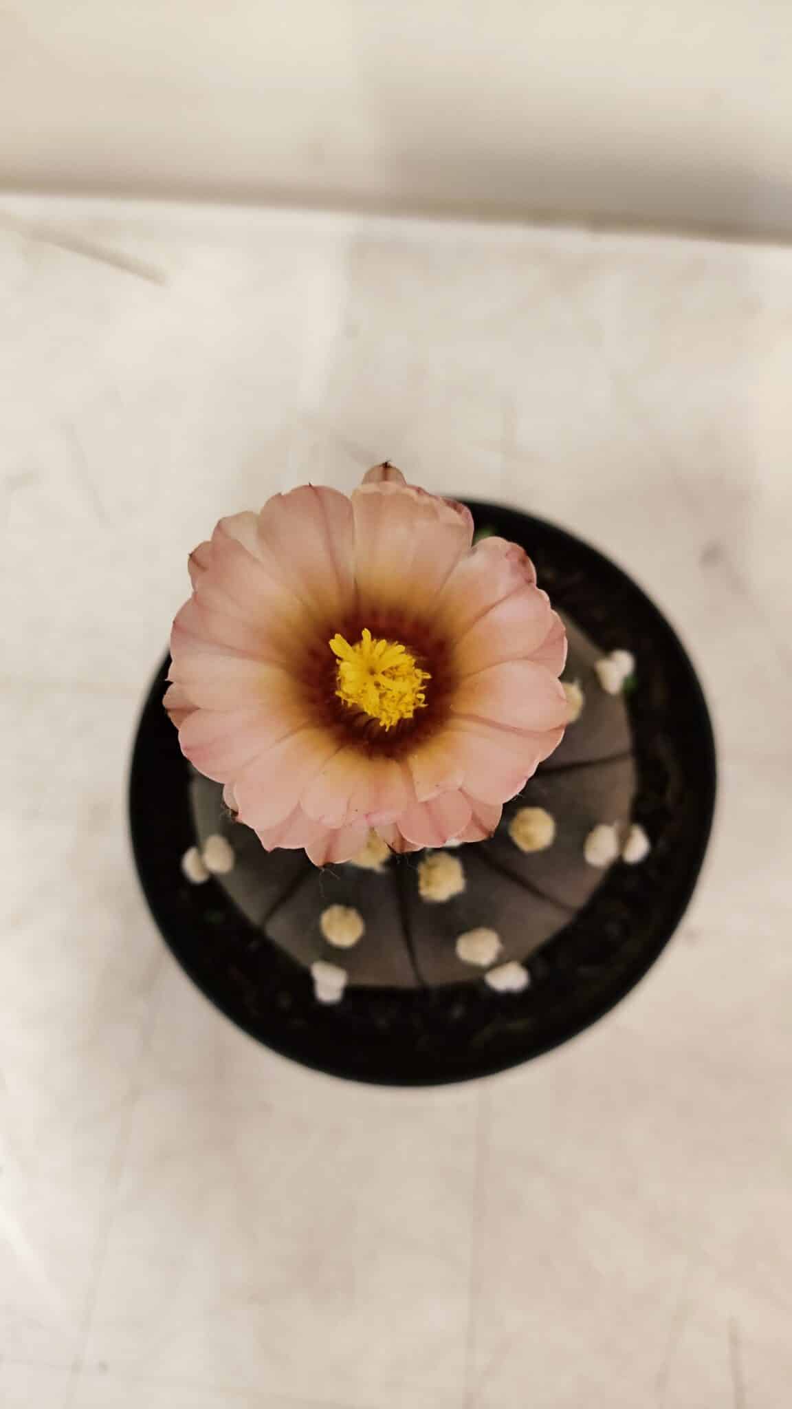 ASTROPHYTUM ASTERIAS “Purple AKABANA”  Nº 980 – vaso 09 - foto 5