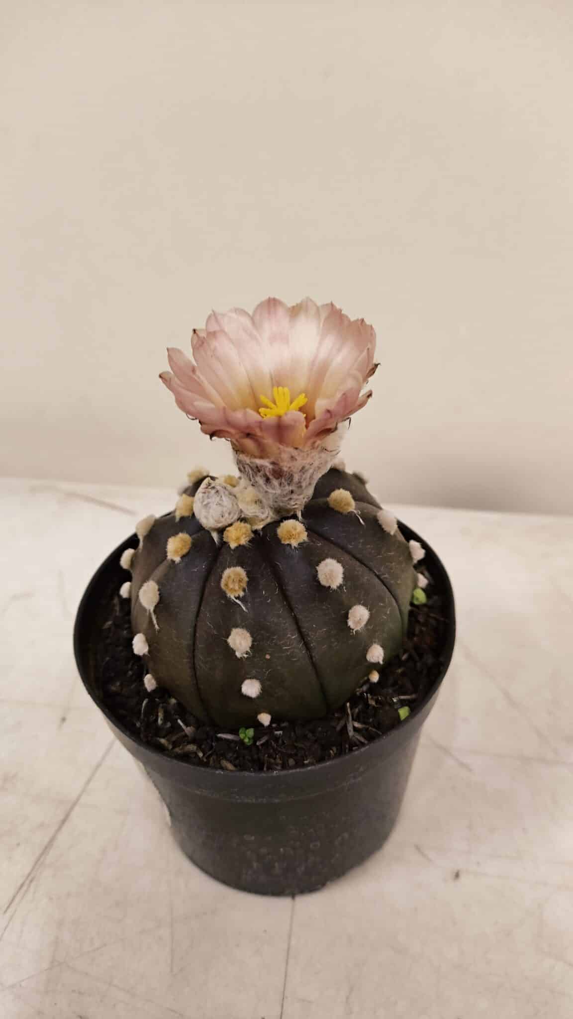 ASTROPHYTUM ASTERIAS “Purple AKABANA”  Nº 980 – vaso 09 - foto 8