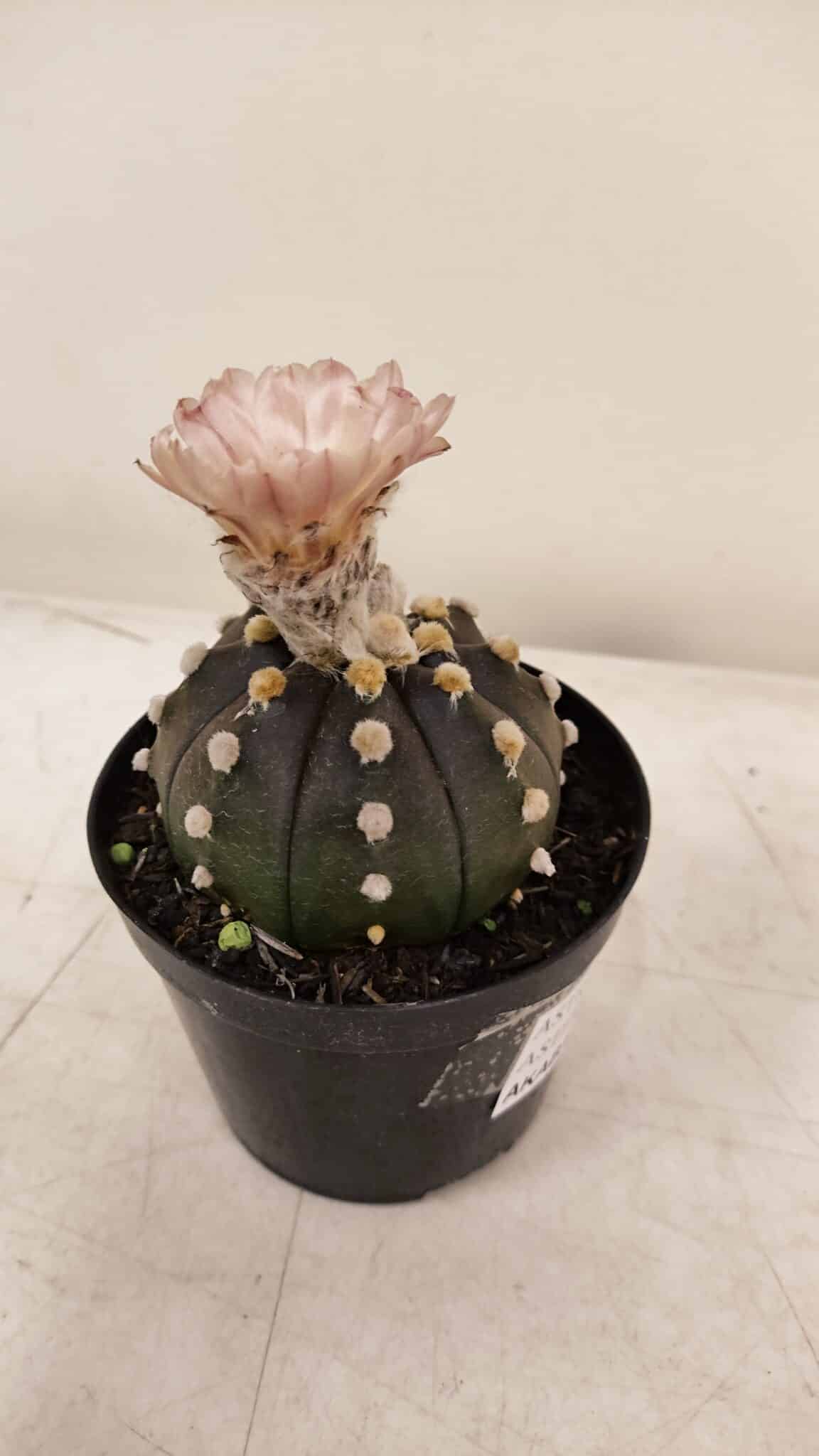 ASTROPHYTUM ASTERIAS “Purple AKABANA”  Nº 980 – vaso 09 - foto 7