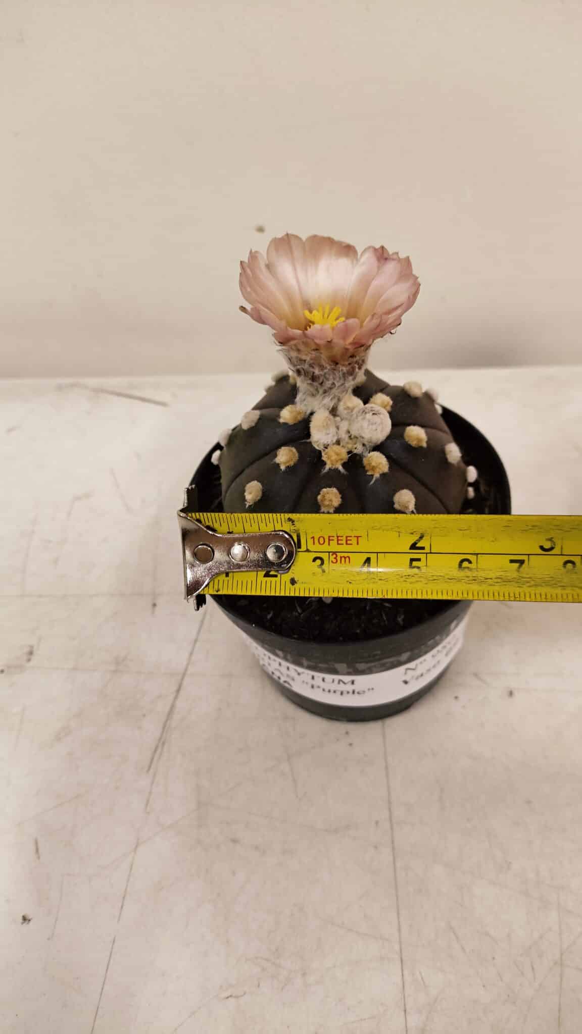 ASTROPHYTUM ASTERIAS “Purple AKABANA”  Nº 980 – vaso 09 - foto 6