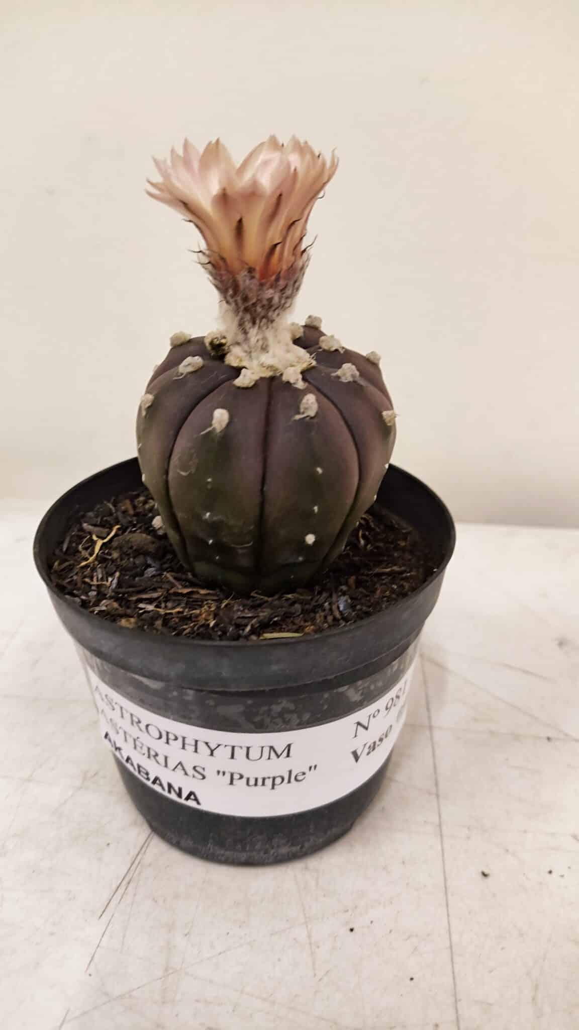 ASTROPHYTUM ASTERIAS “Purple AKABANA”  Nº 981 – vaso 09 - foto 2