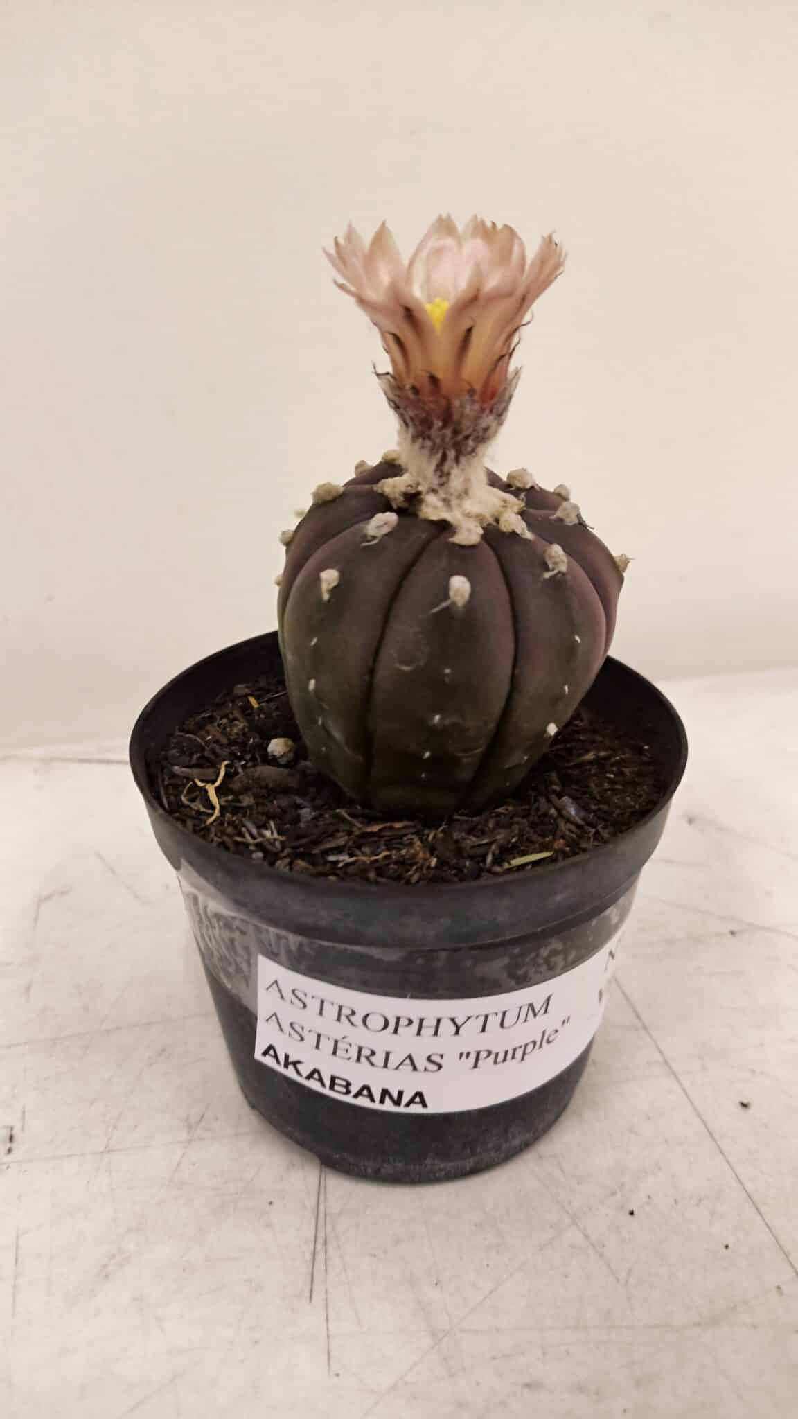 ASTROPHYTUM ASTERIAS “Purple AKABANA”  Nº 981 – vaso 09 - foto 6