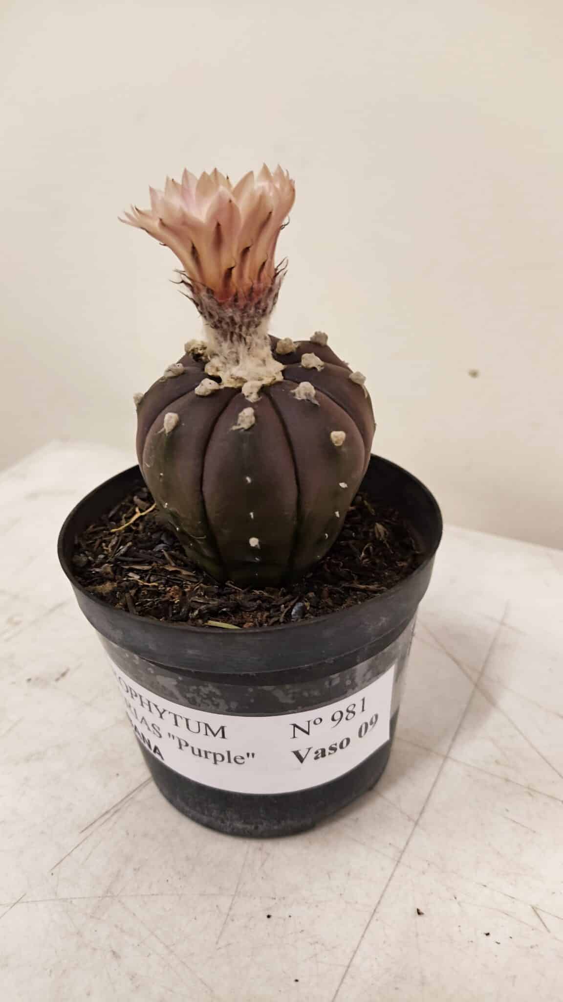 ASTROPHYTUM ASTERIAS “Purple AKABANA”  Nº 981 – vaso 09 - foto 9