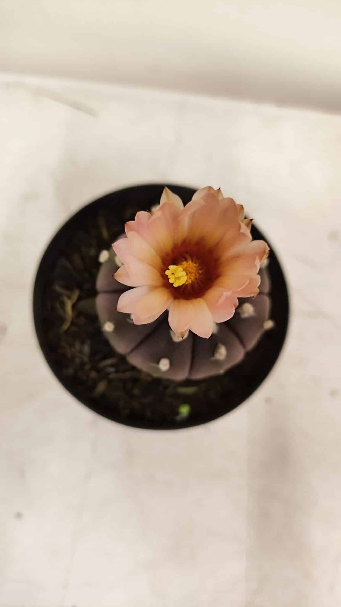 ASTROPHYTUM ASTERIAS “Purple AKABANA”  Nº 981 – vaso 09 - foto 3