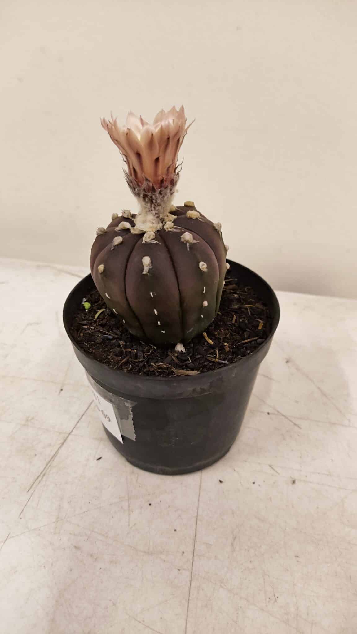 ASTROPHYTUM ASTERIAS “Purple AKABANA”  Nº 981 – vaso 09 - foto 8
