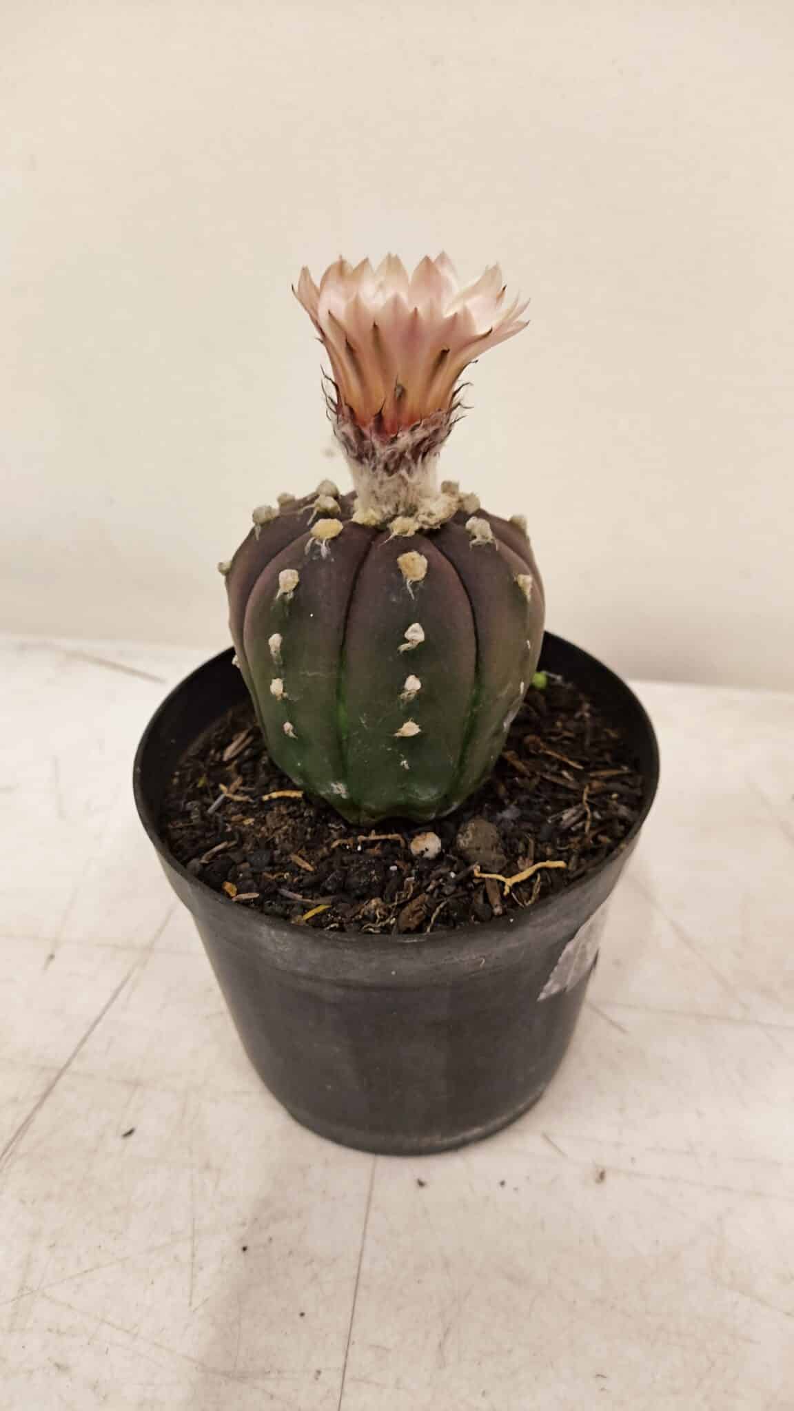 ASTROPHYTUM ASTERIAS “Purple AKABANA”  Nº 981 – vaso 09 - foto 7
