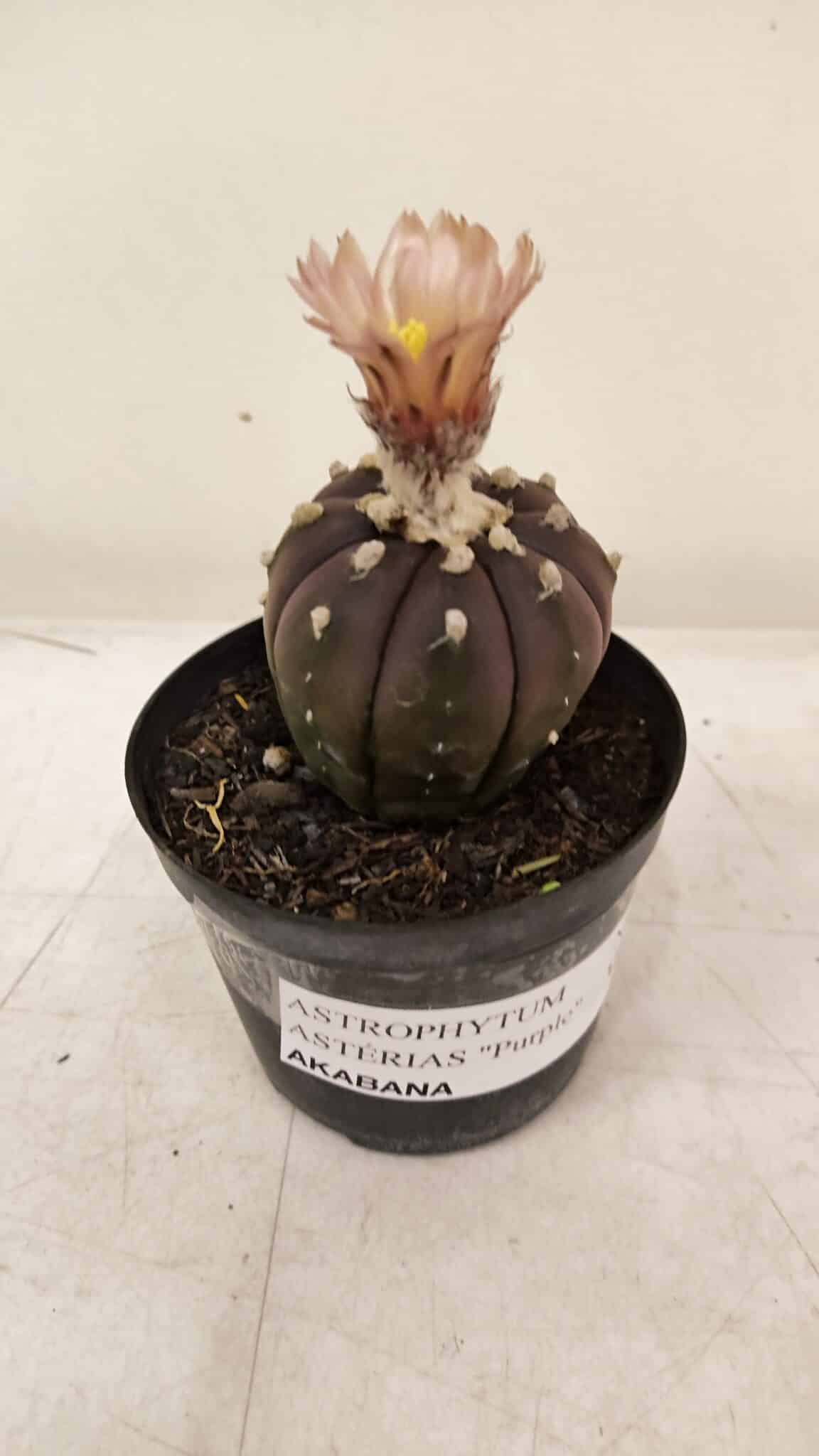 ASTROPHYTUM ASTERIAS “Purple AKABANA”  Nº 981 – vaso 09 - foto 5