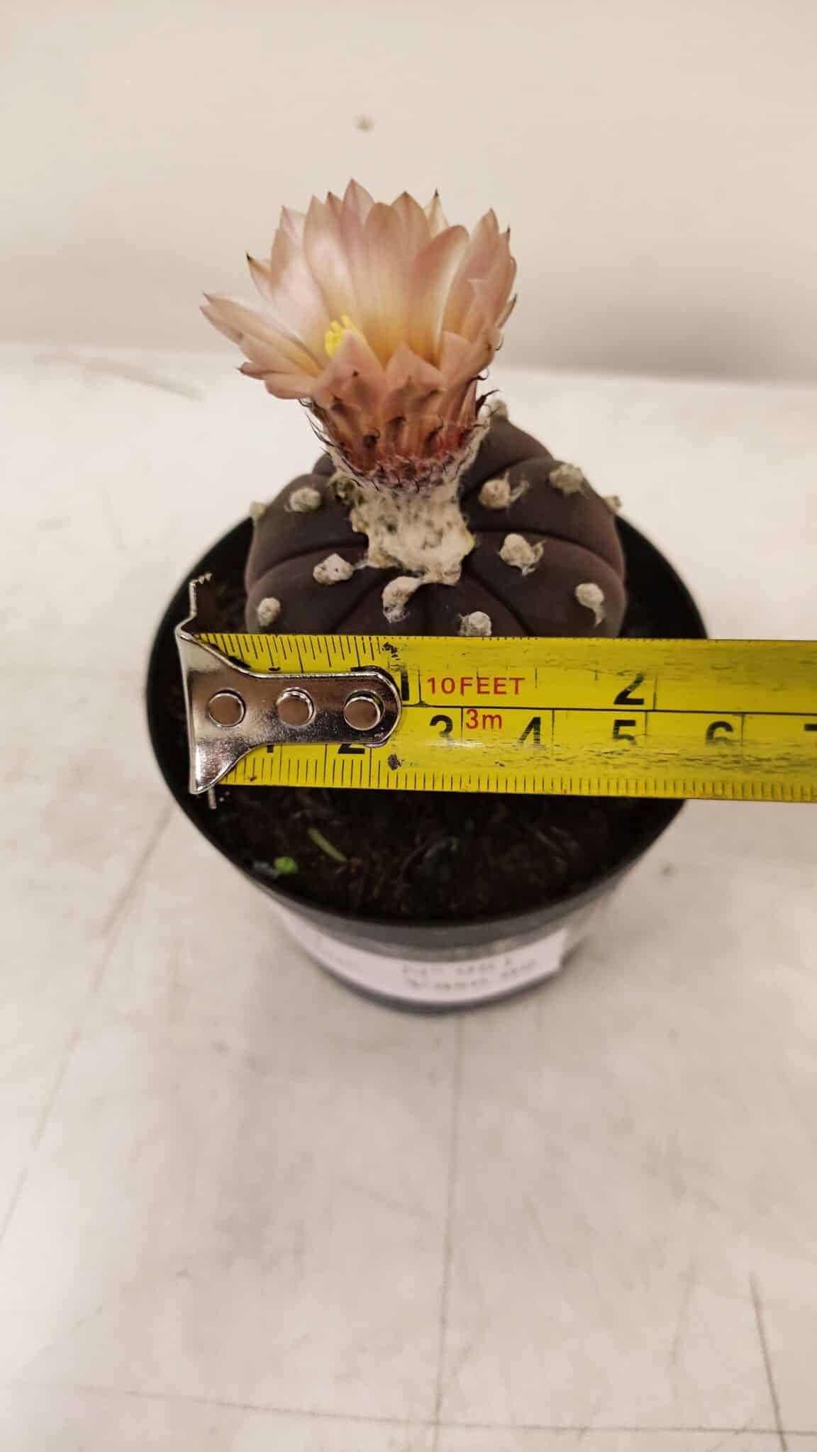 ASTROPHYTUM ASTERIAS “Purple AKABANA”  Nº 981 – vaso 09 - foto 4