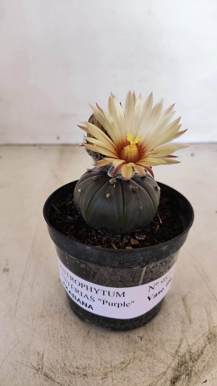 ASTROPHYTUM ASTERIAS “Purple AKABANA”  Nº 982 – vaso 09 - foto 4