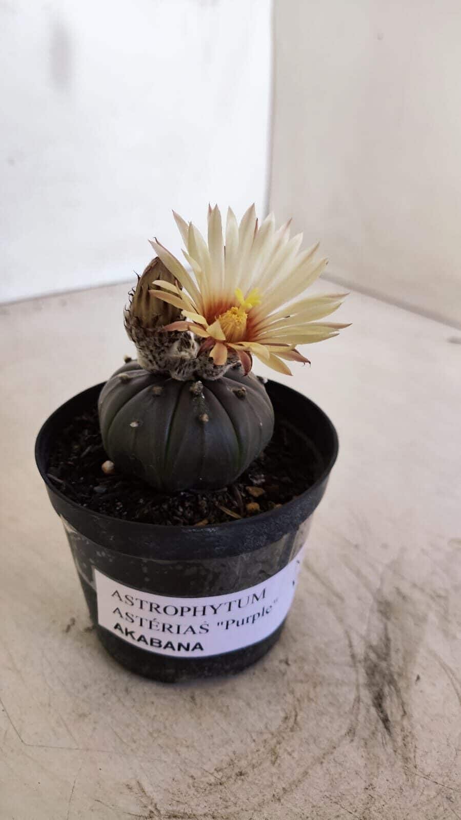ASTROPHYTUM ASTERIAS “Purple AKABANA” Nº 982 – vaso 09 – Minha loja