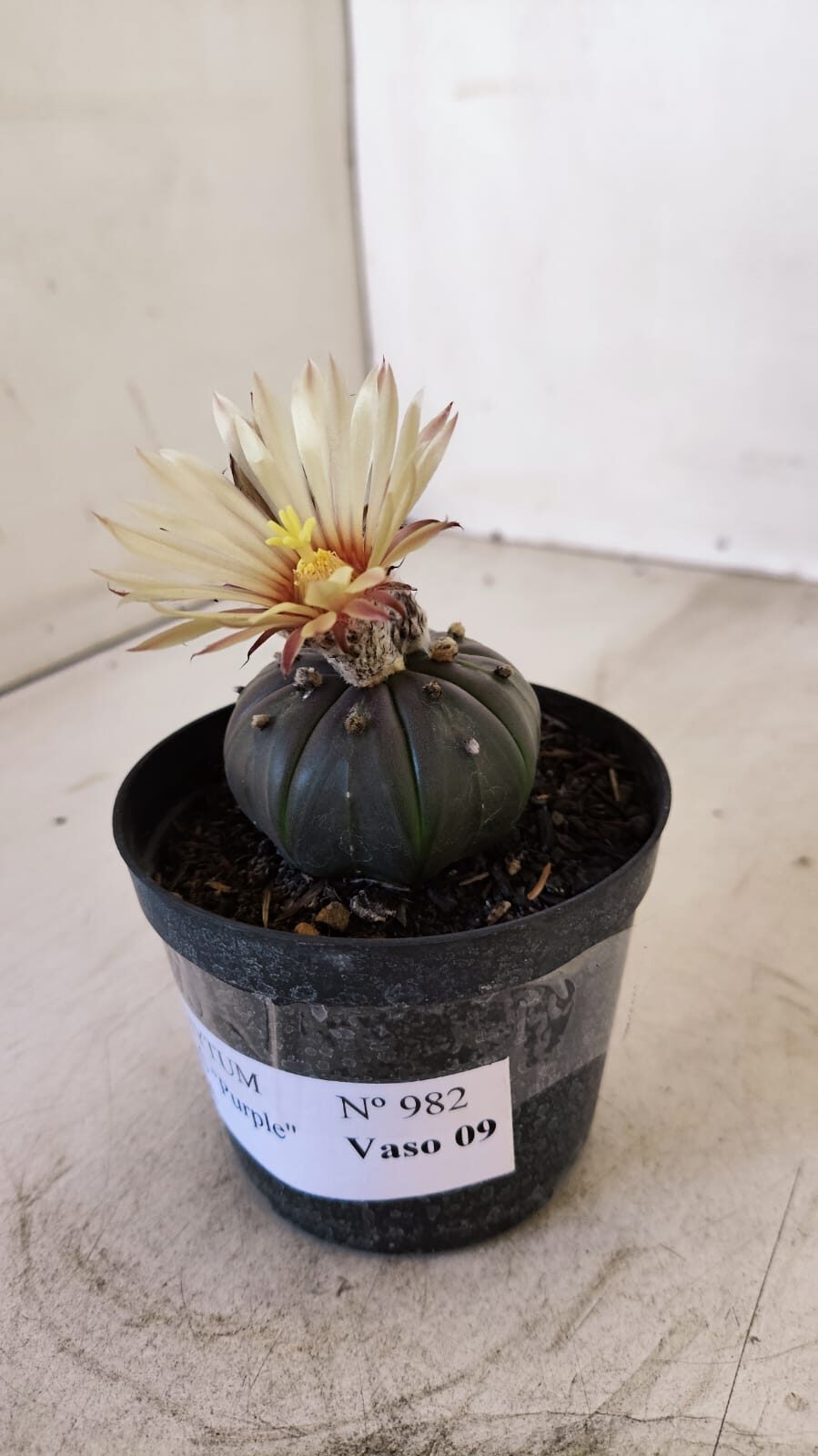 ASTROPHYTUM ASTERIAS “Purple AKABANA”  Nº 982 – vaso 09 - foto 7