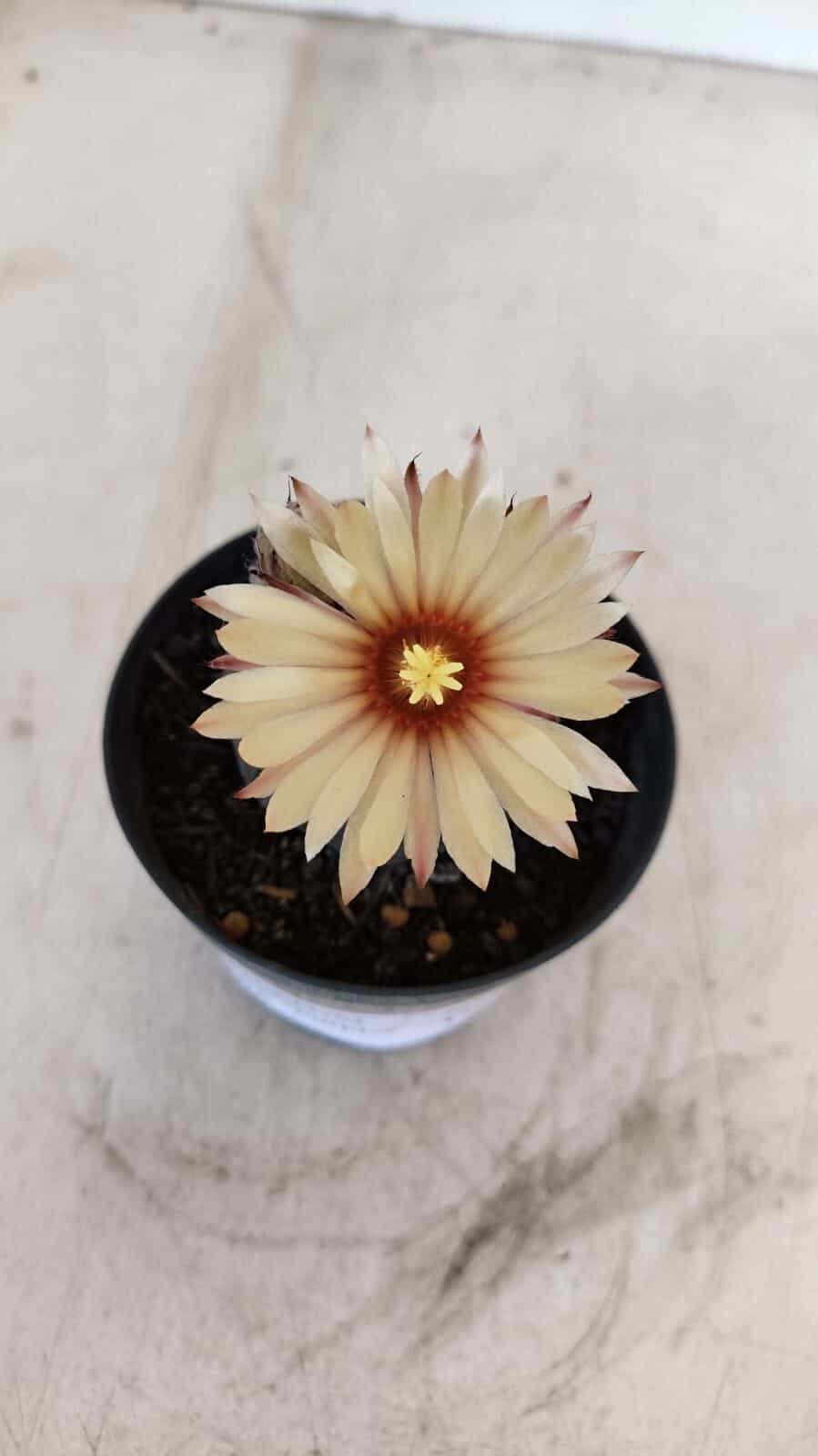ASTROPHYTUM ASTERIAS “Purple AKABANA”  Nº 982 – vaso 09 - foto 5