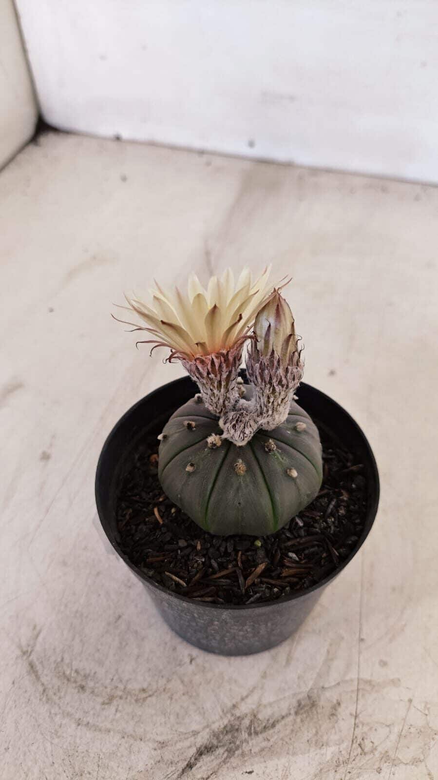 ASTROPHYTUM ASTERIAS “Purple AKABANA”  Nº 982 – vaso 09 - foto 8