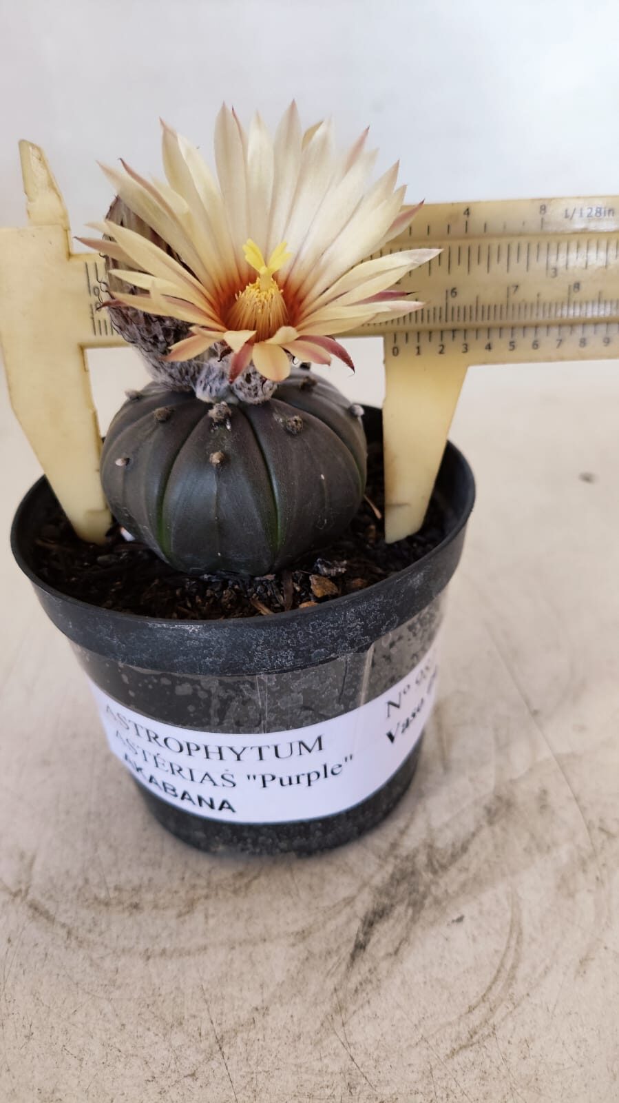 ASTROPHYTUM ASTERIAS “Purple AKABANA”  Nº 982 – vaso 09 - foto 6